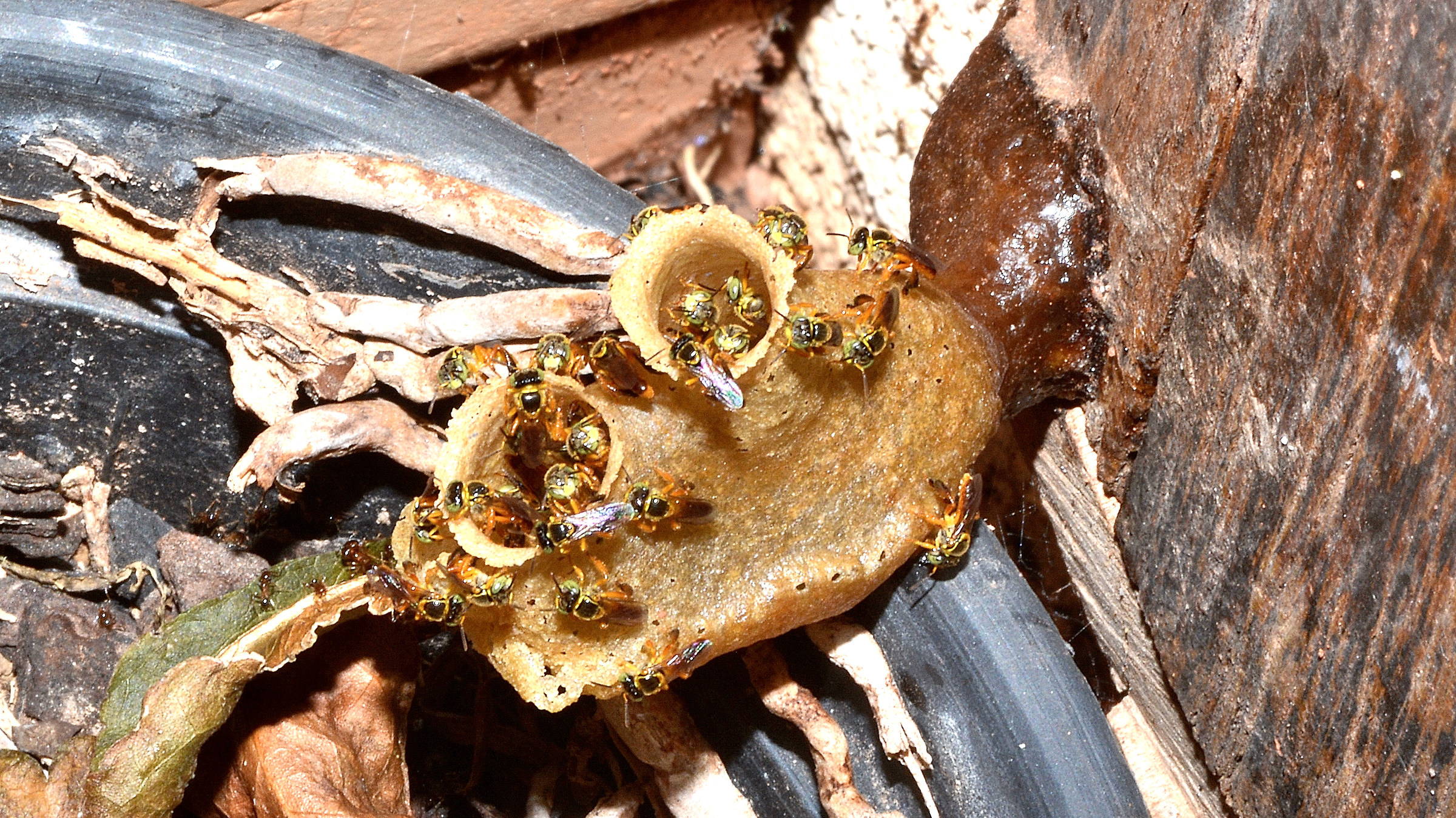 Ingrandimento l'alveare