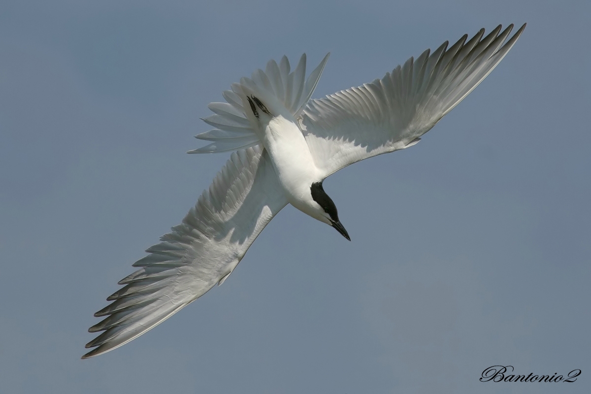 Gull-billed Tern (Gelochelidon nilotica).