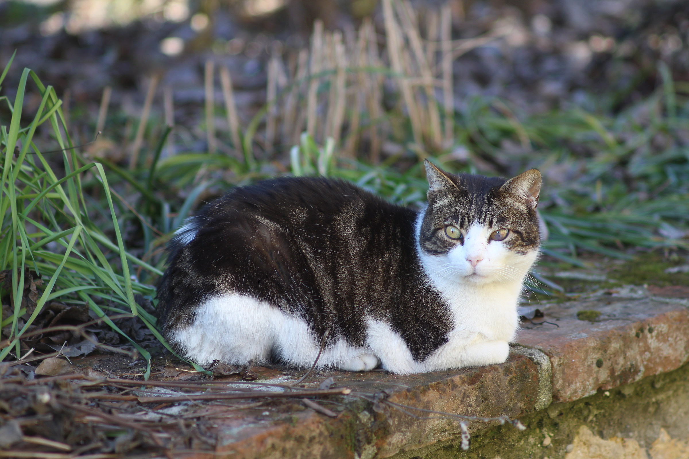 tests eos 135 m + f 2.5 fd old