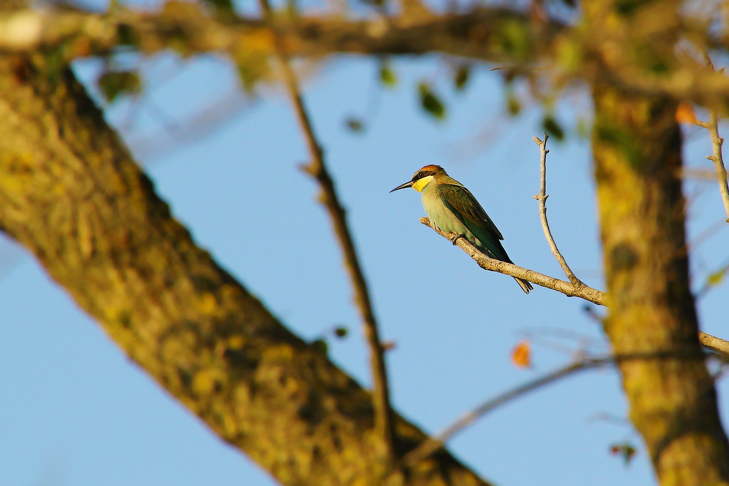 Il mio primo gruccione in assoluto