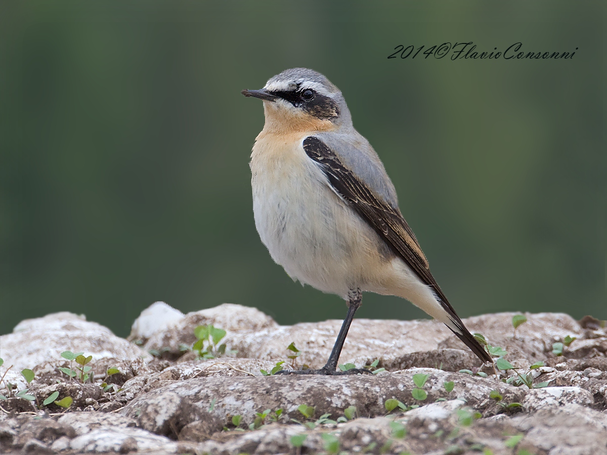 wheatear