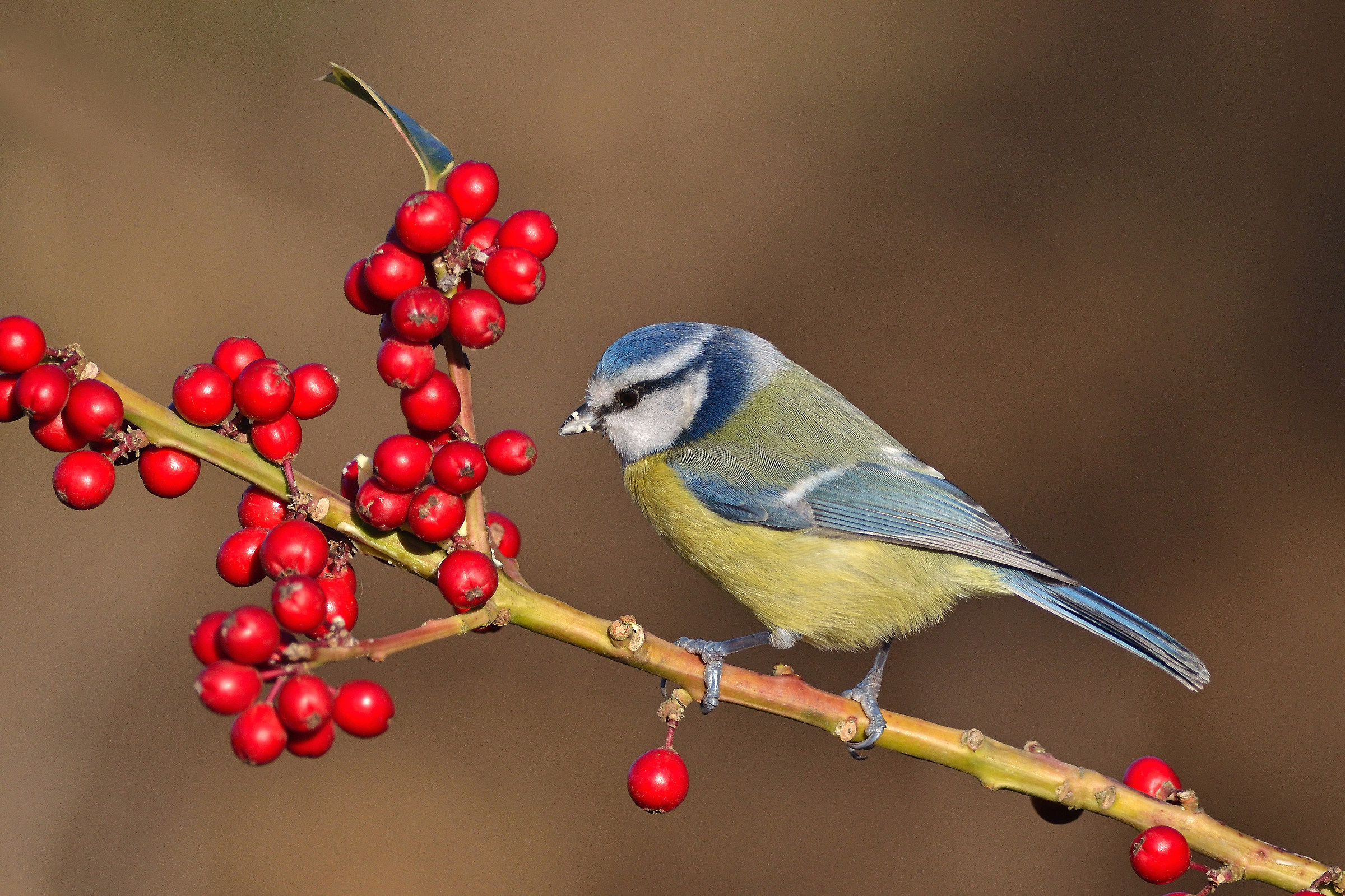 Blue Tit (Cyanistes caeruleus)