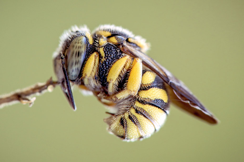 Anthidiellum strigatum