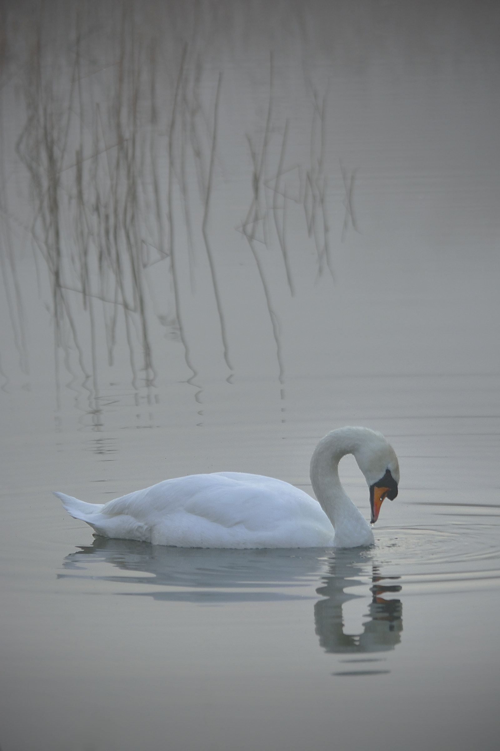 Anche la bella Glance nel Ondulato specchio ...