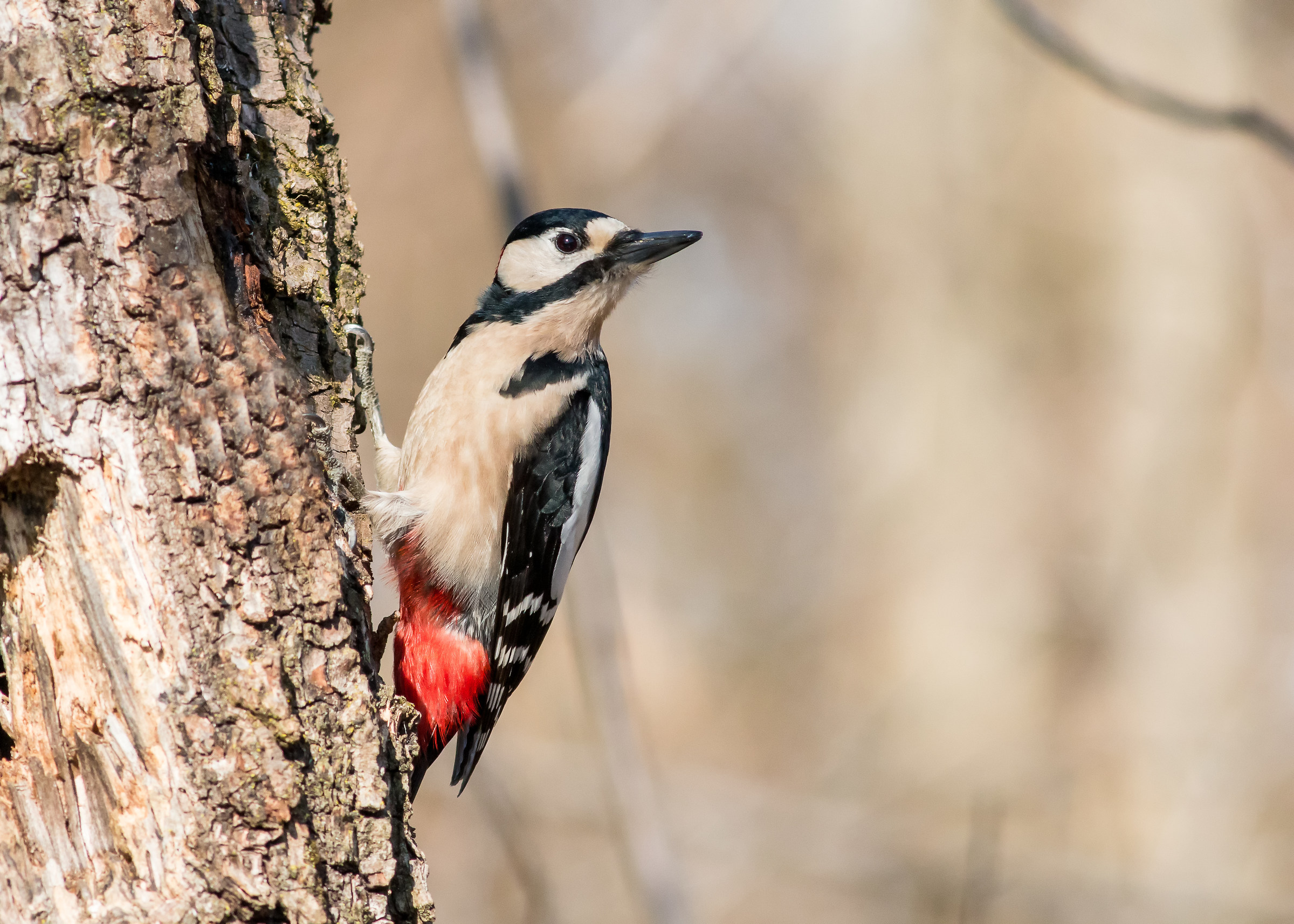 Great Spotted Woodpecker