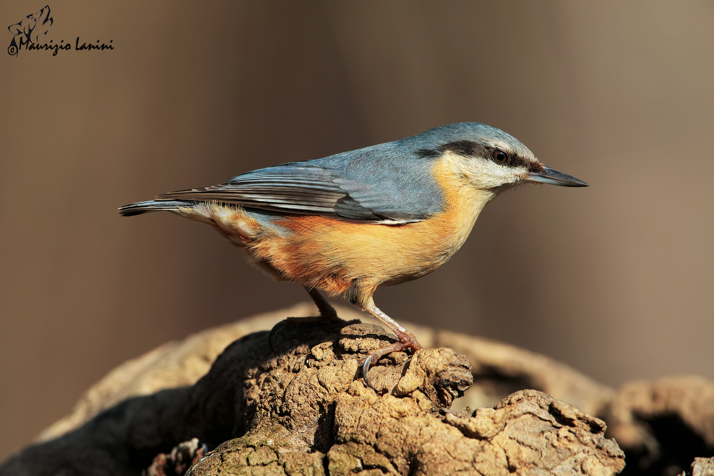 nuthatch