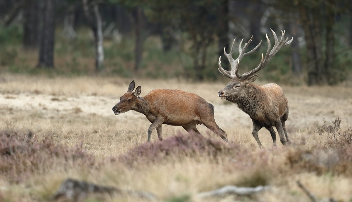Veluwe 2016 - Cervo 1