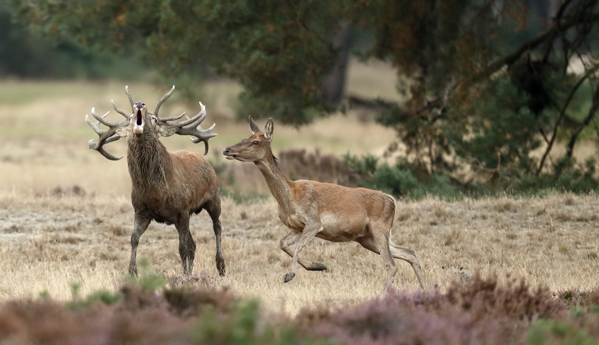Veluwe 2016 - Deer 2