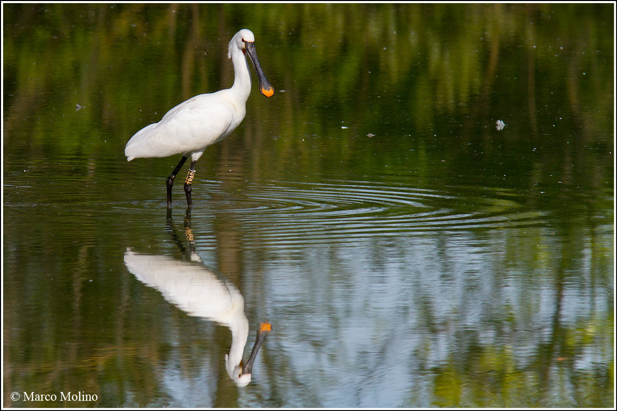 Platalea leucorodia - Spatola