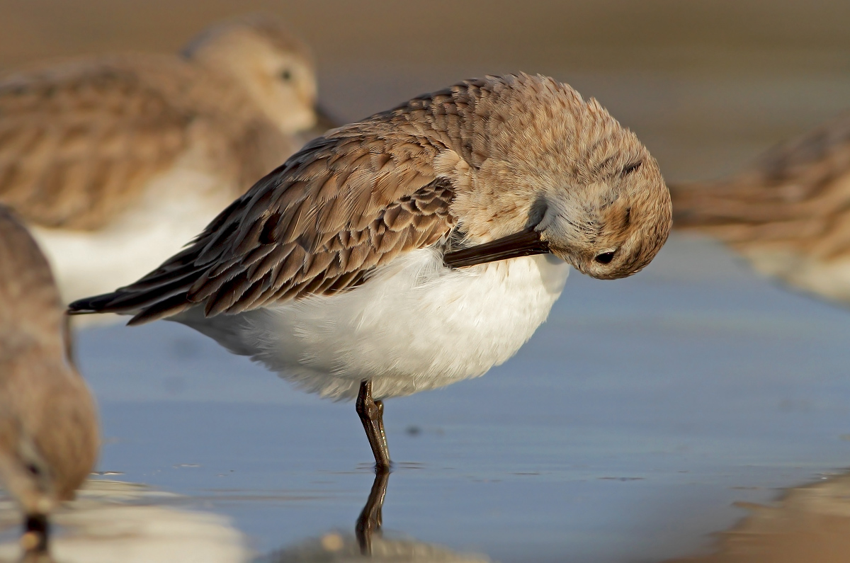 dunlin