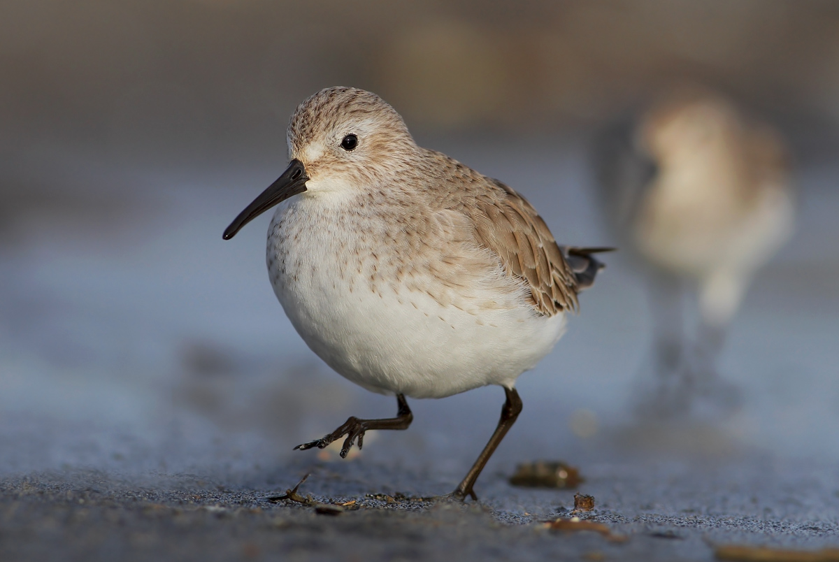 dunlin