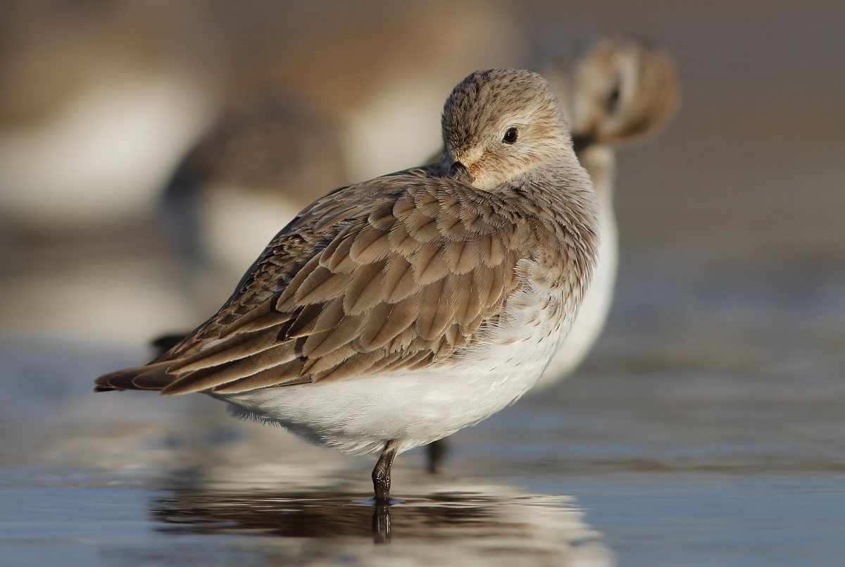 dunlin