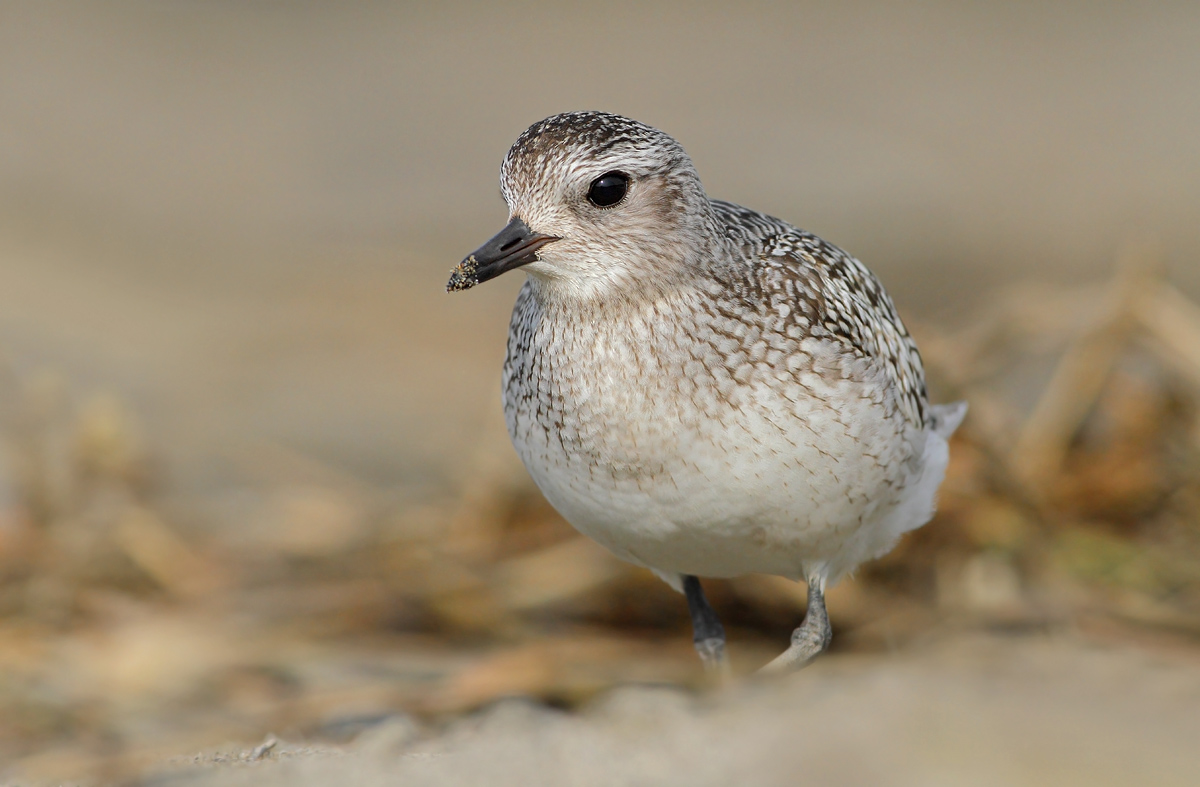 Grey Plover