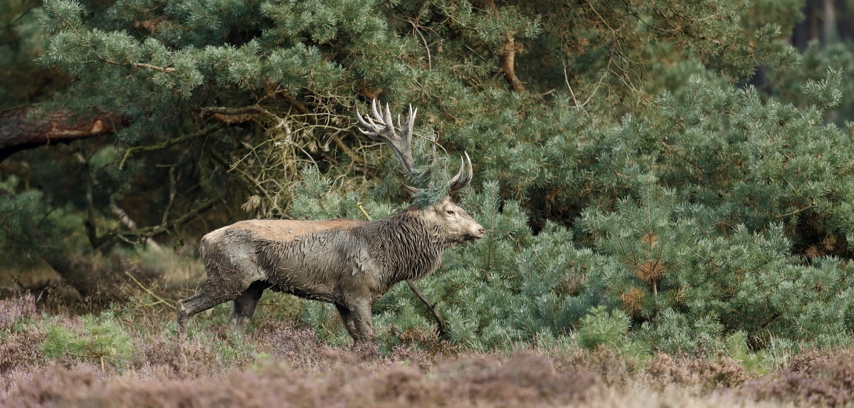 Veluwe 2016 - Cervo 3
