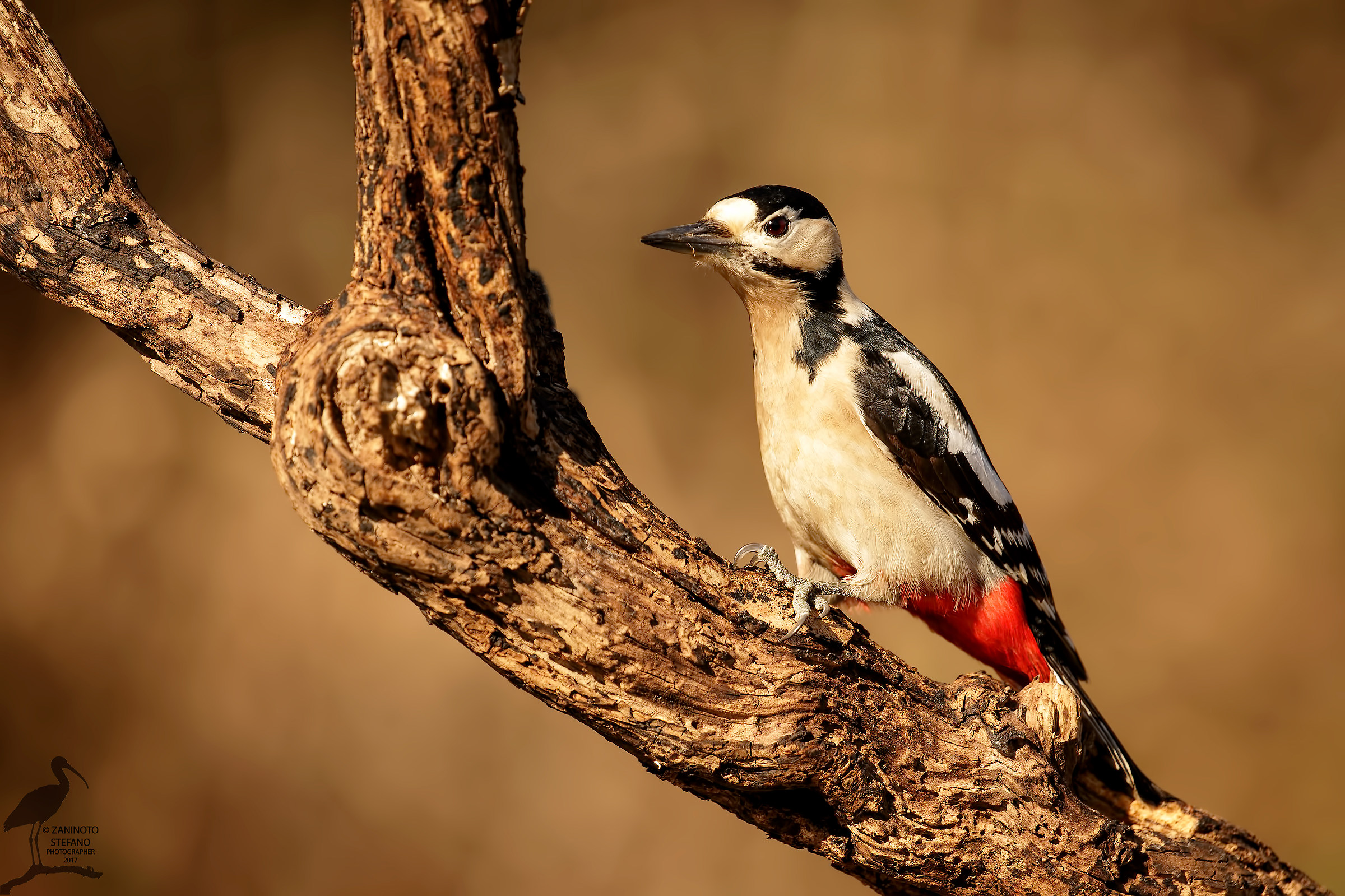 Picchio Rosso maggiore