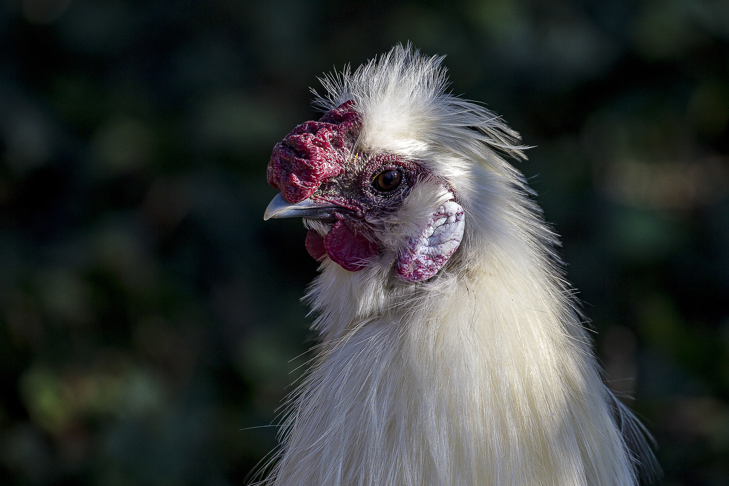 Gallo (I do not know the breed)