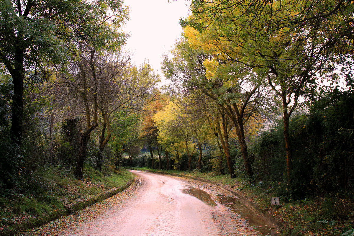 The tree-lined street