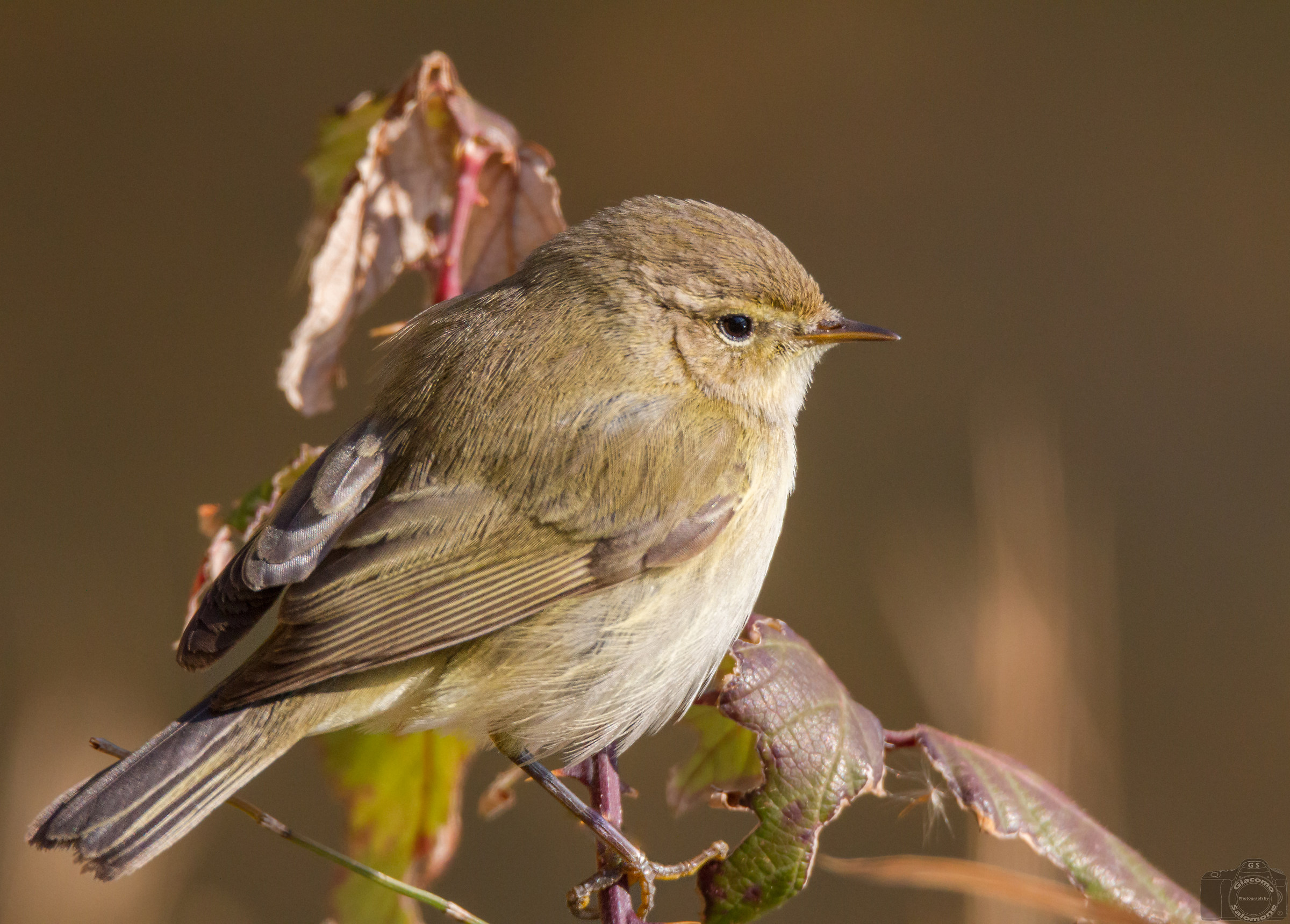 Chiffchaff