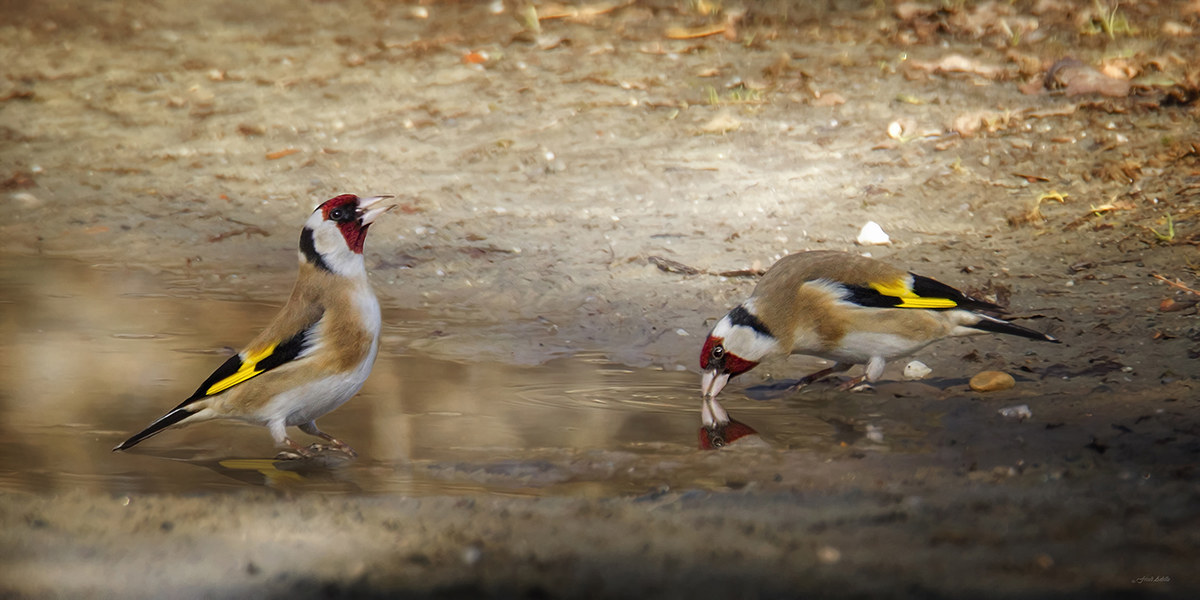 The watering of goldfinches in a pool ............