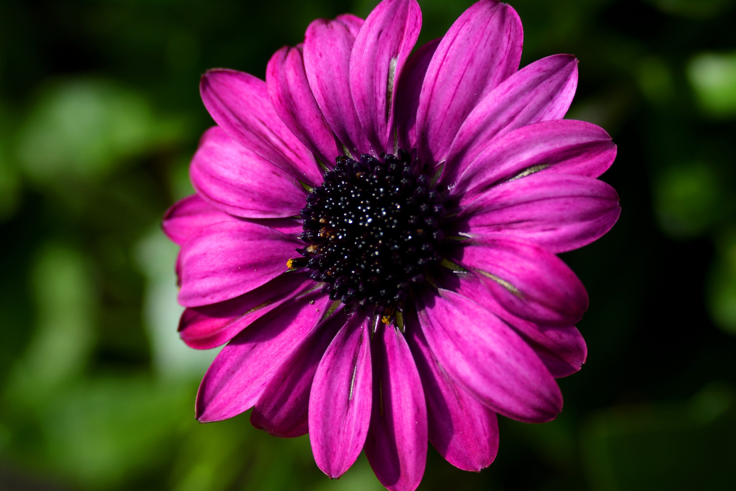 she loves Me, she loves me not