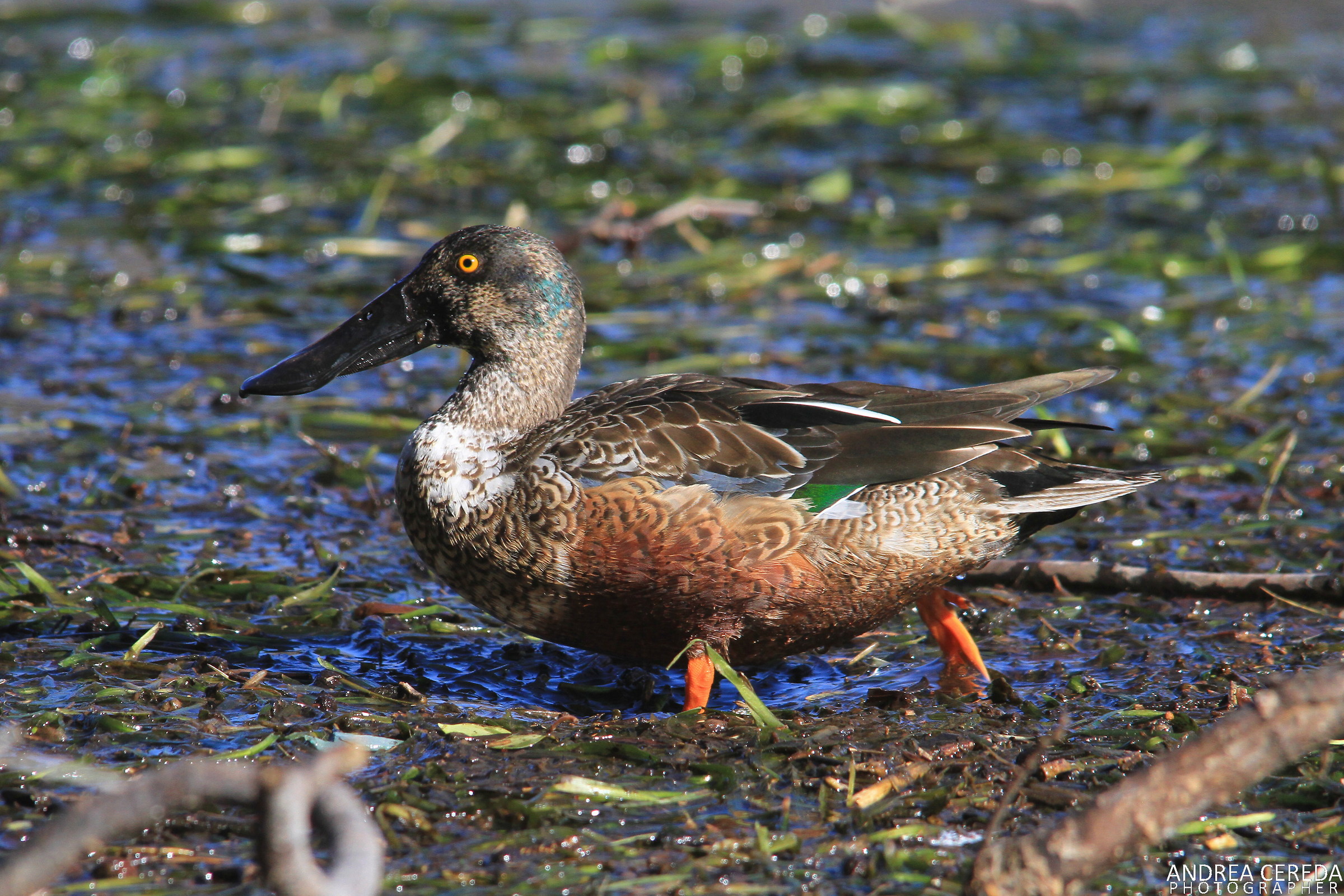 Anas clypeata - Mestolone maschio