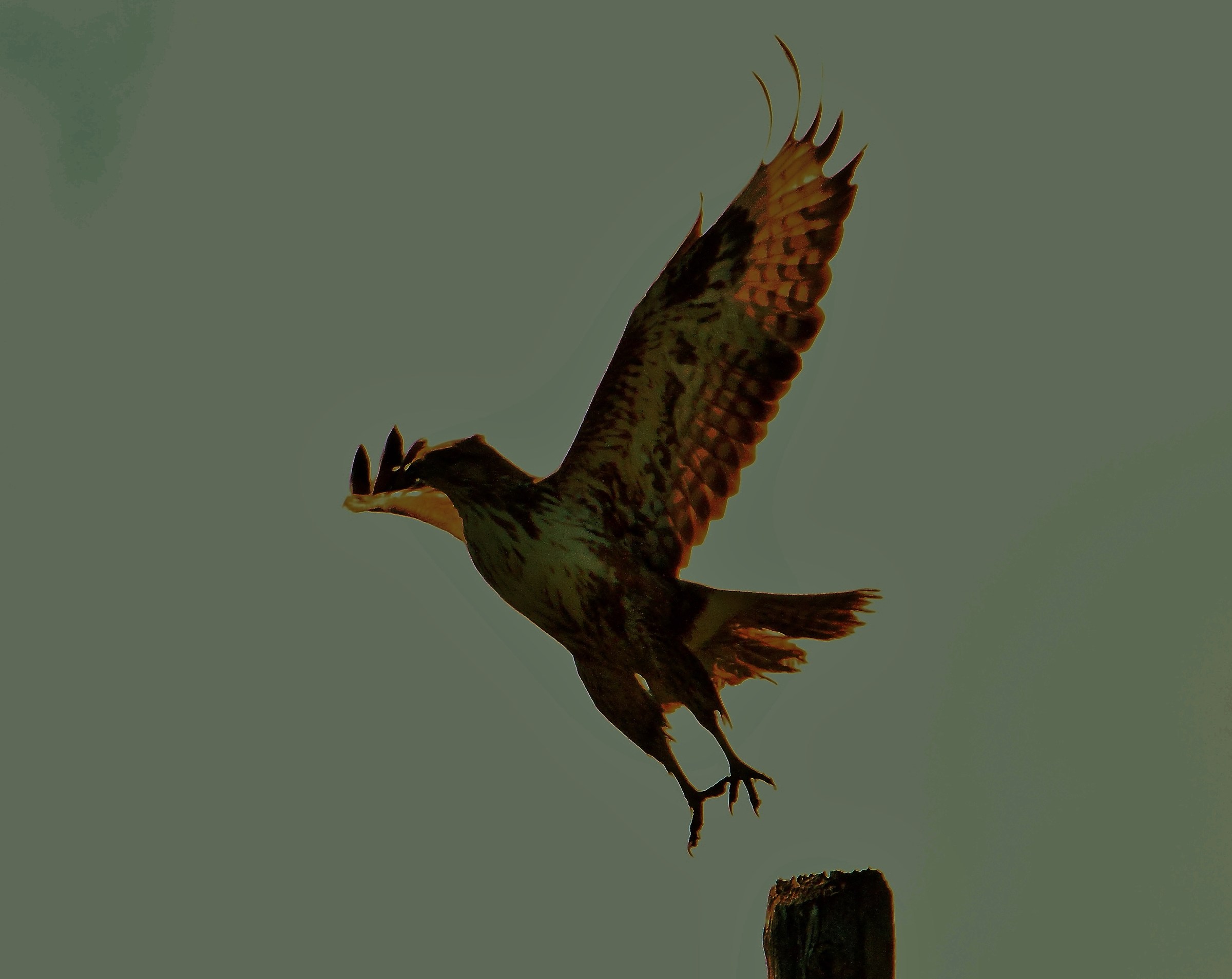 Poiana in controluce