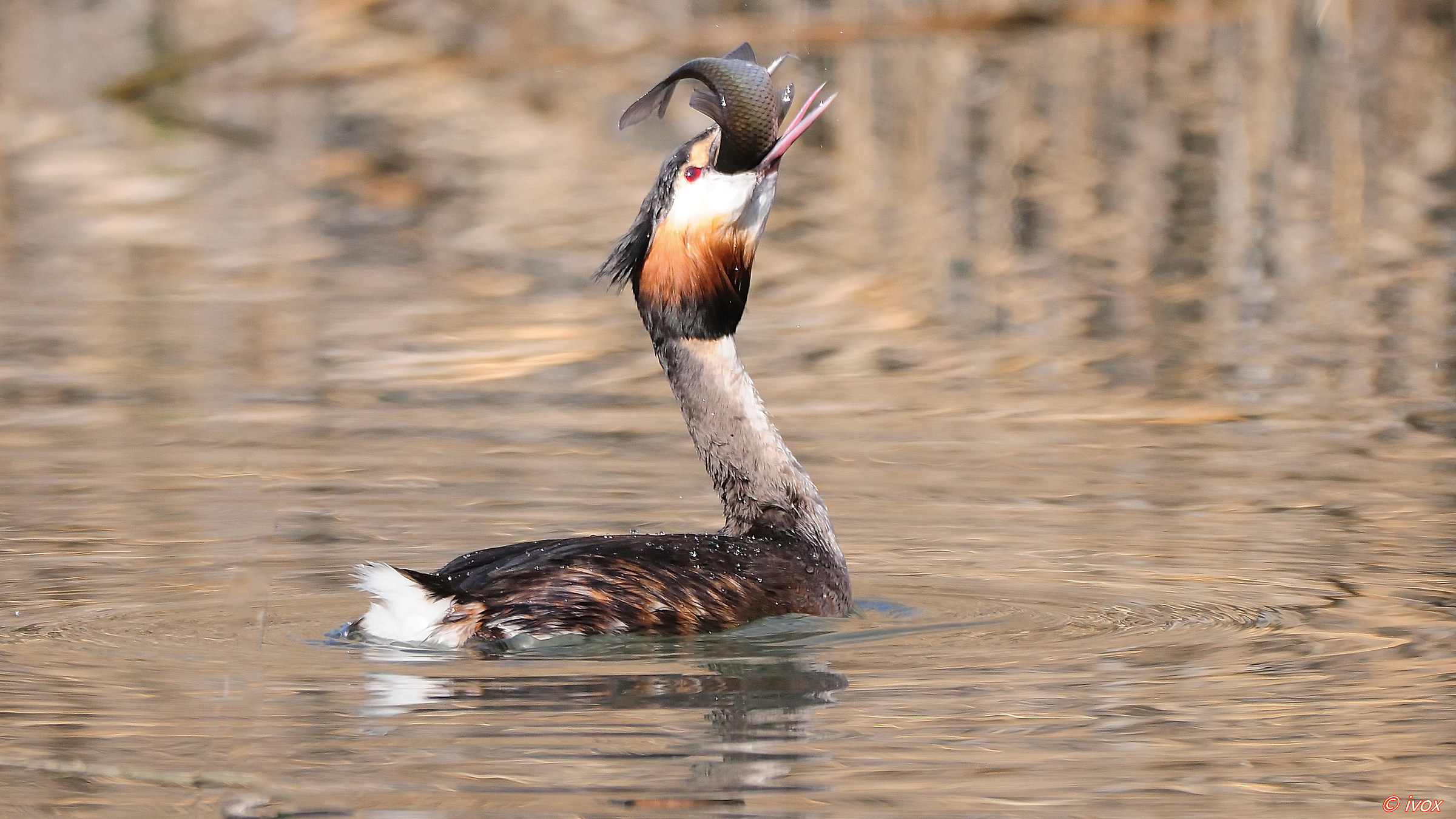 grebe with pedra