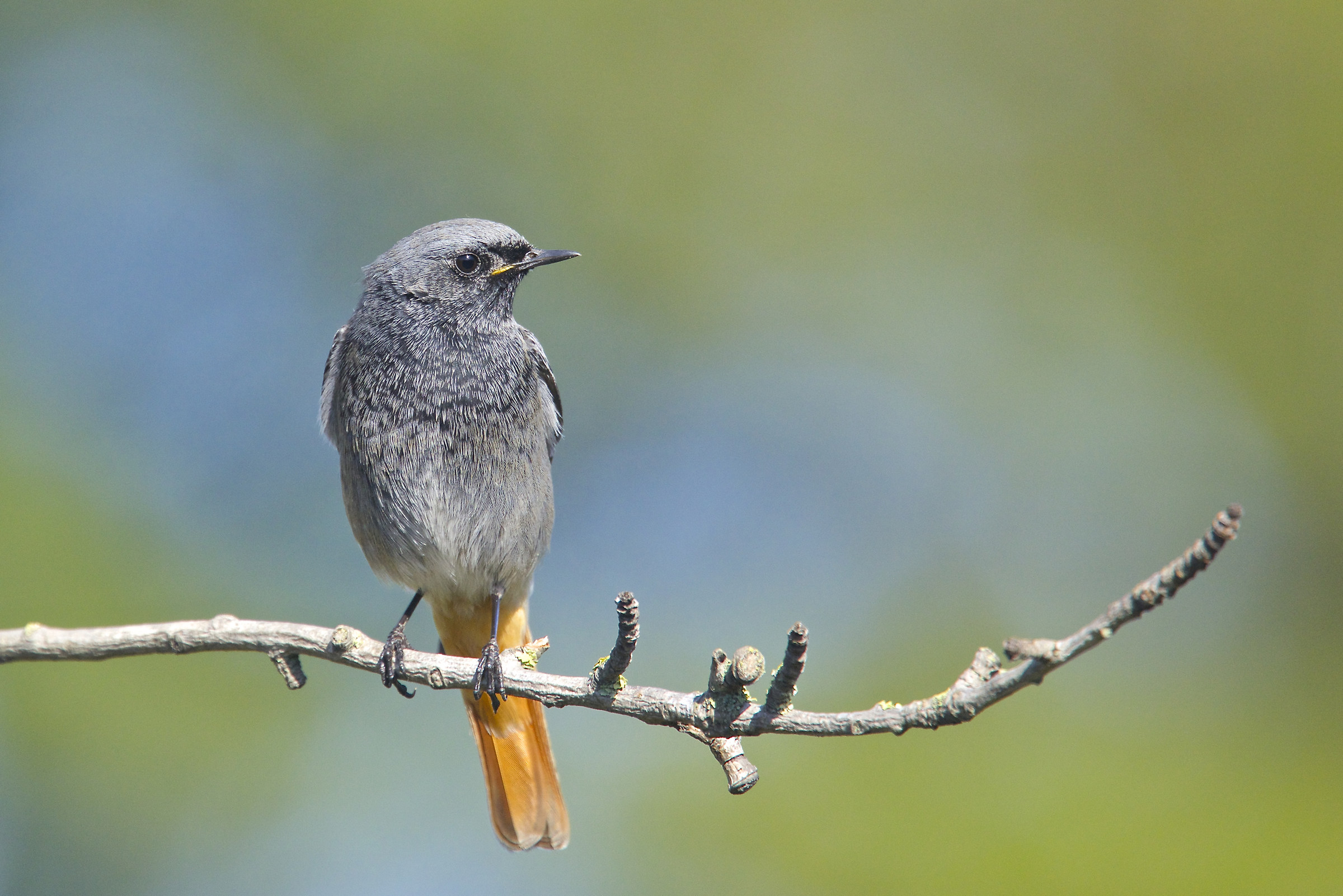 Codirosso spazzacamino