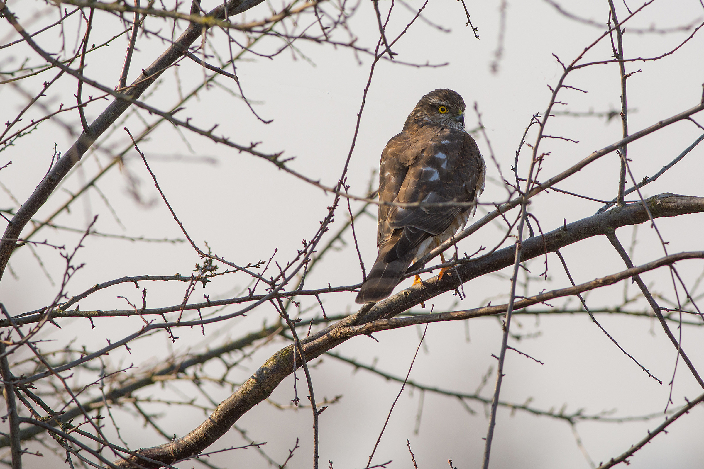 unexpected Sparrowhawk