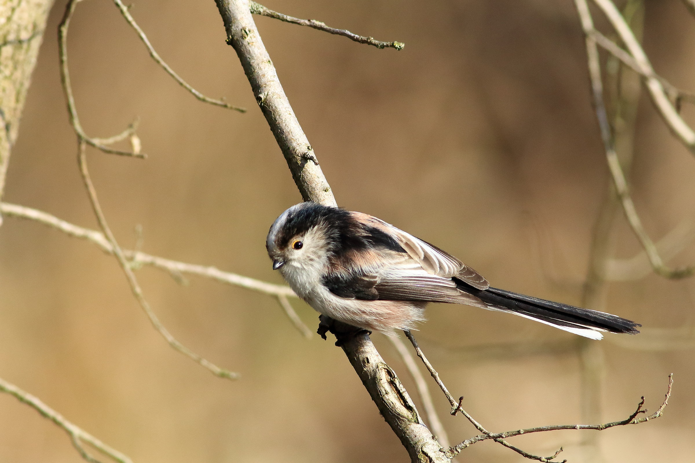 Long-tailed Tit