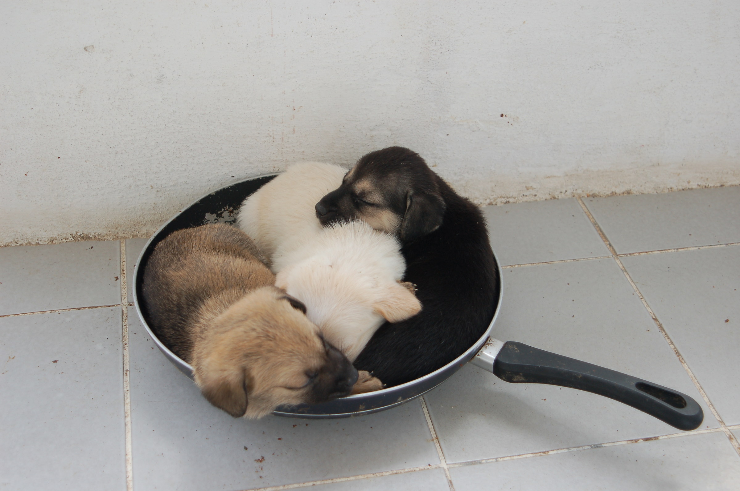 three jumps in the pan