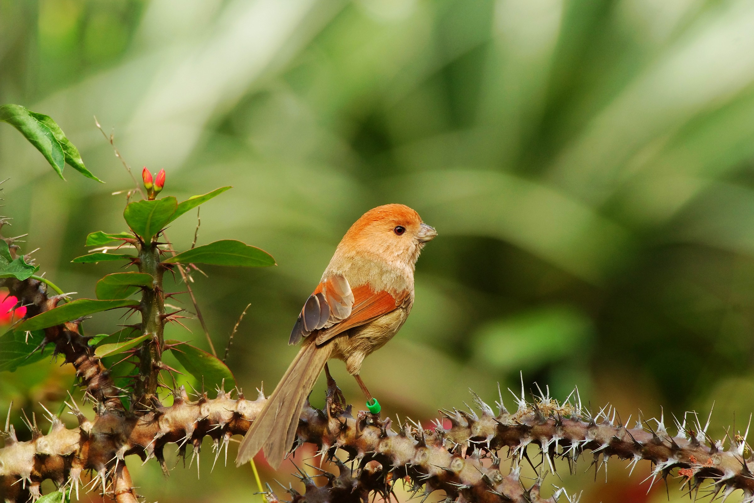 Vinoso gola Parrotbill