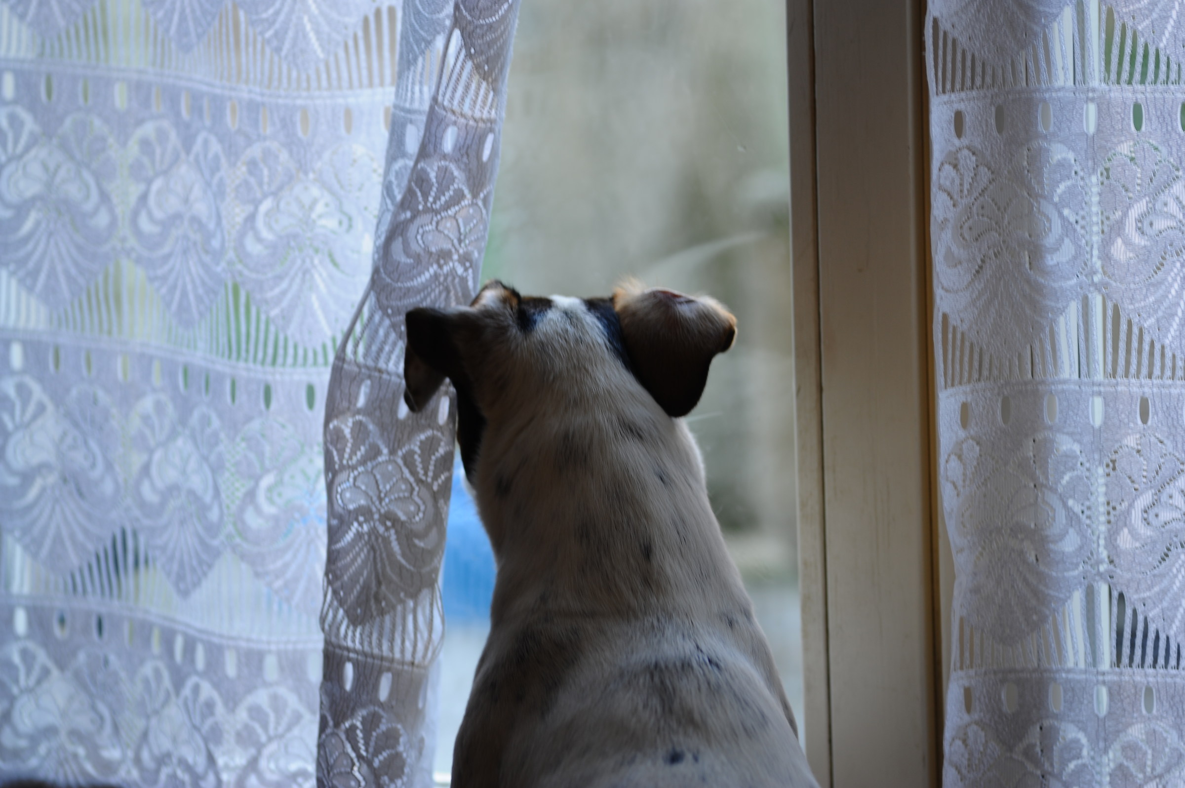 forse arrivano.......