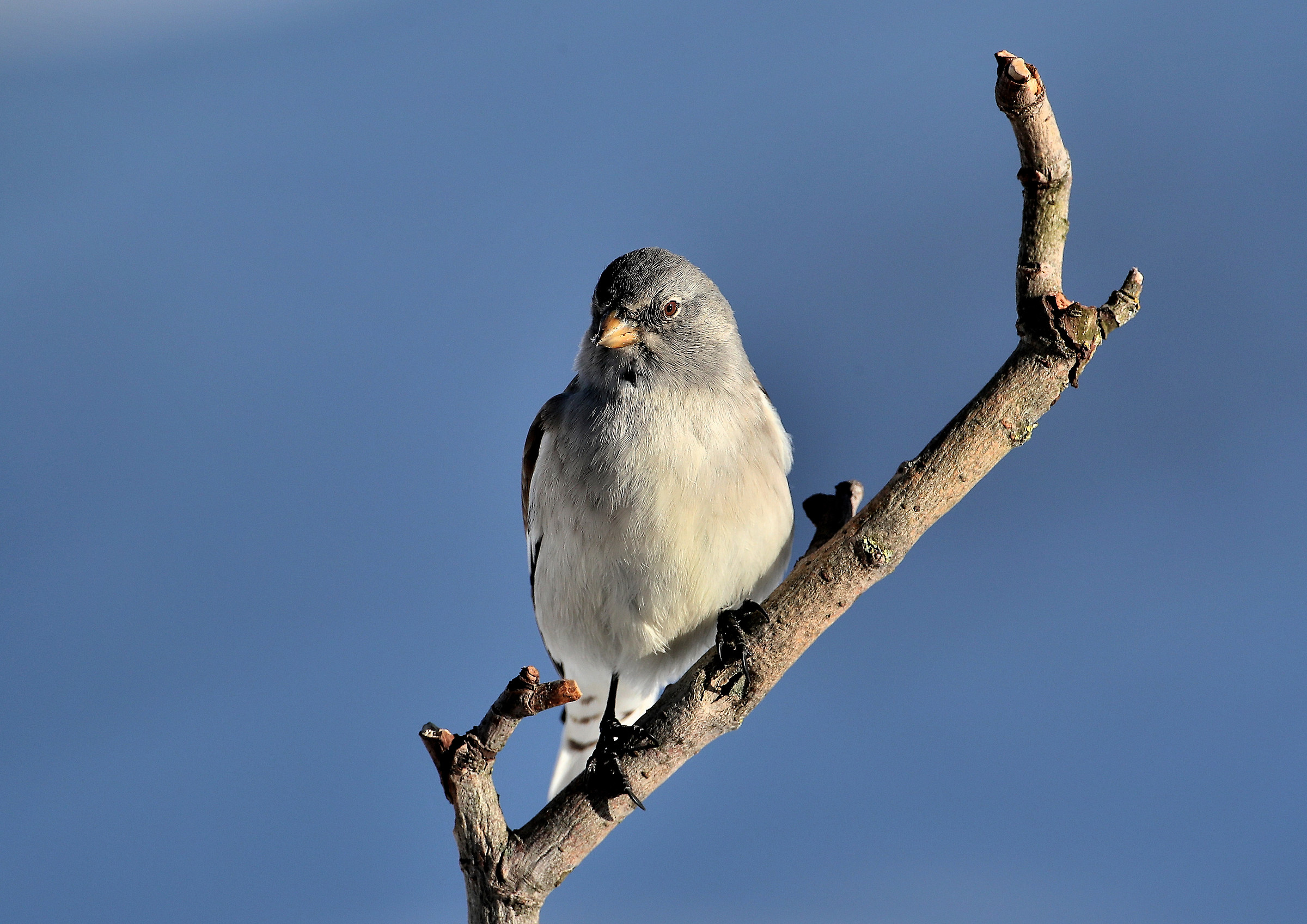 Alpine Chaffinch
