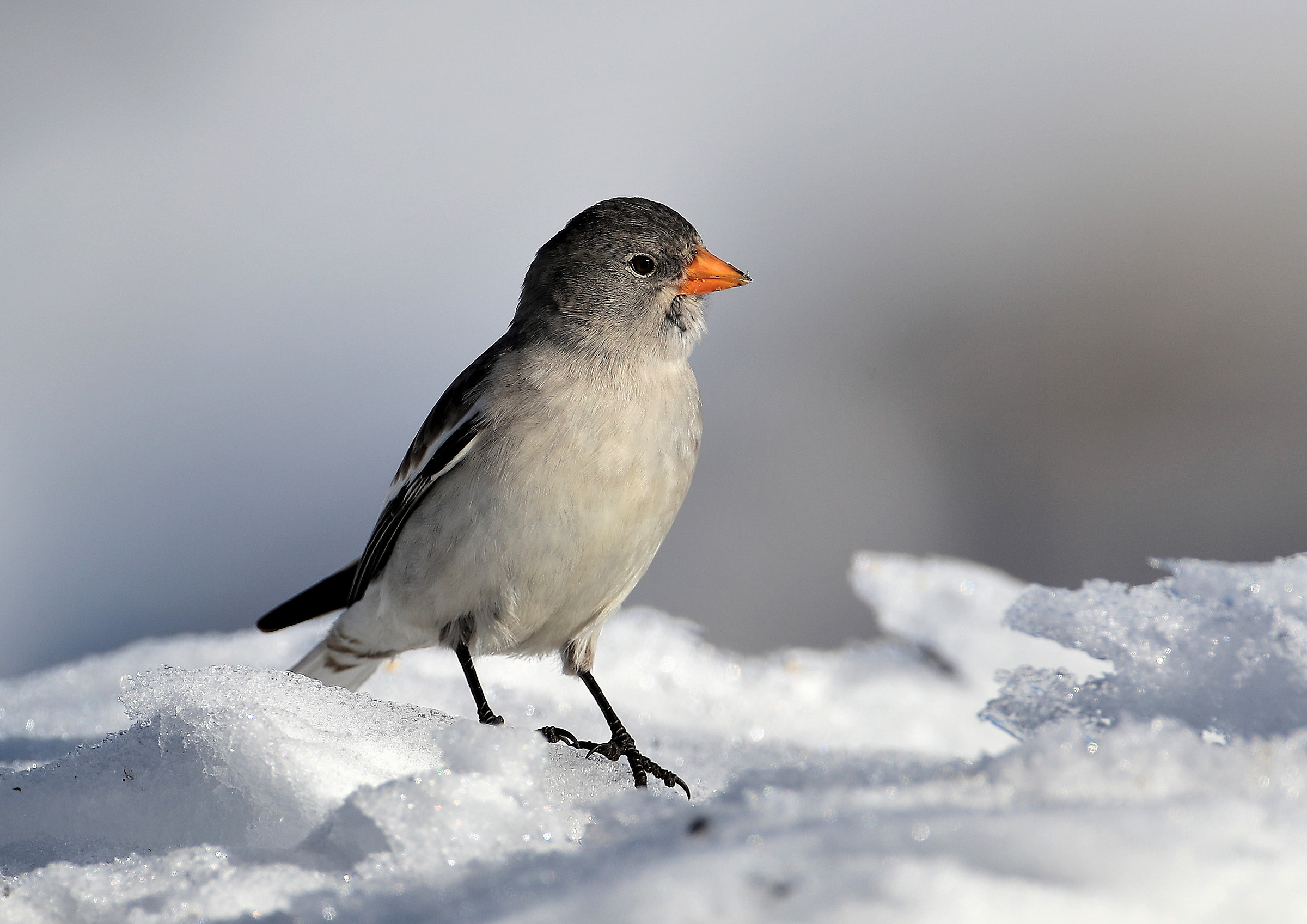 Alpine Chaffinch