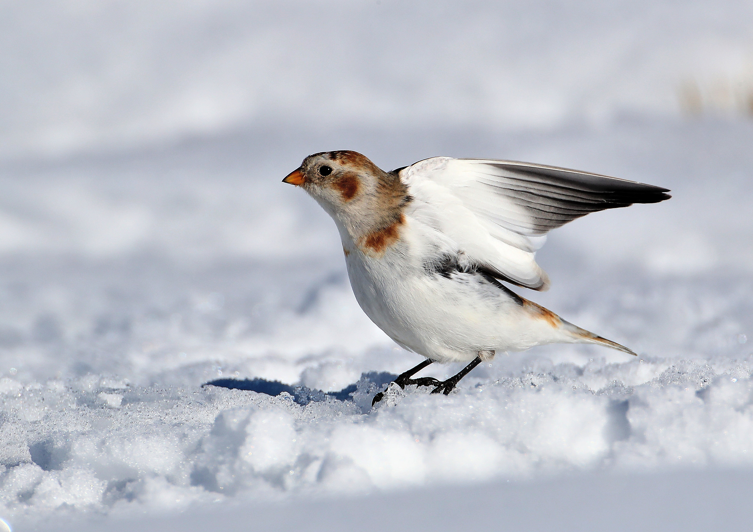 Snow Bunting