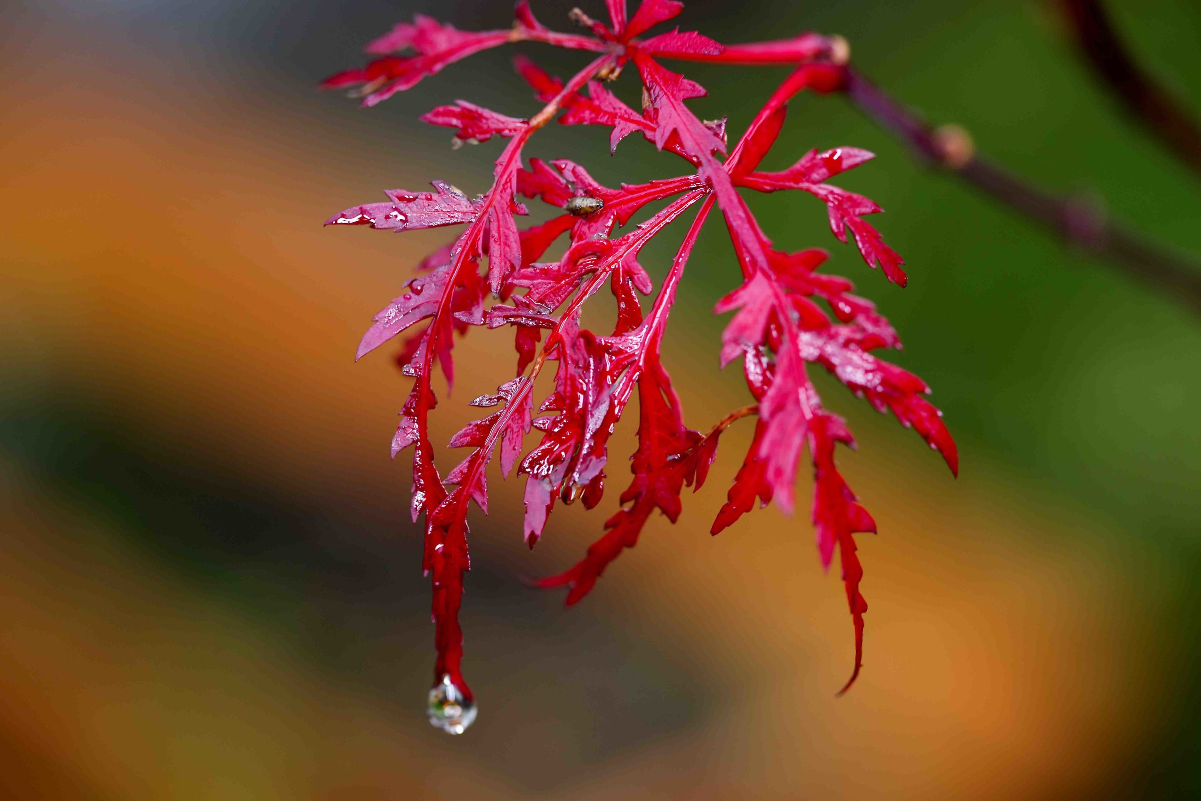 Japanese red maple leaf
