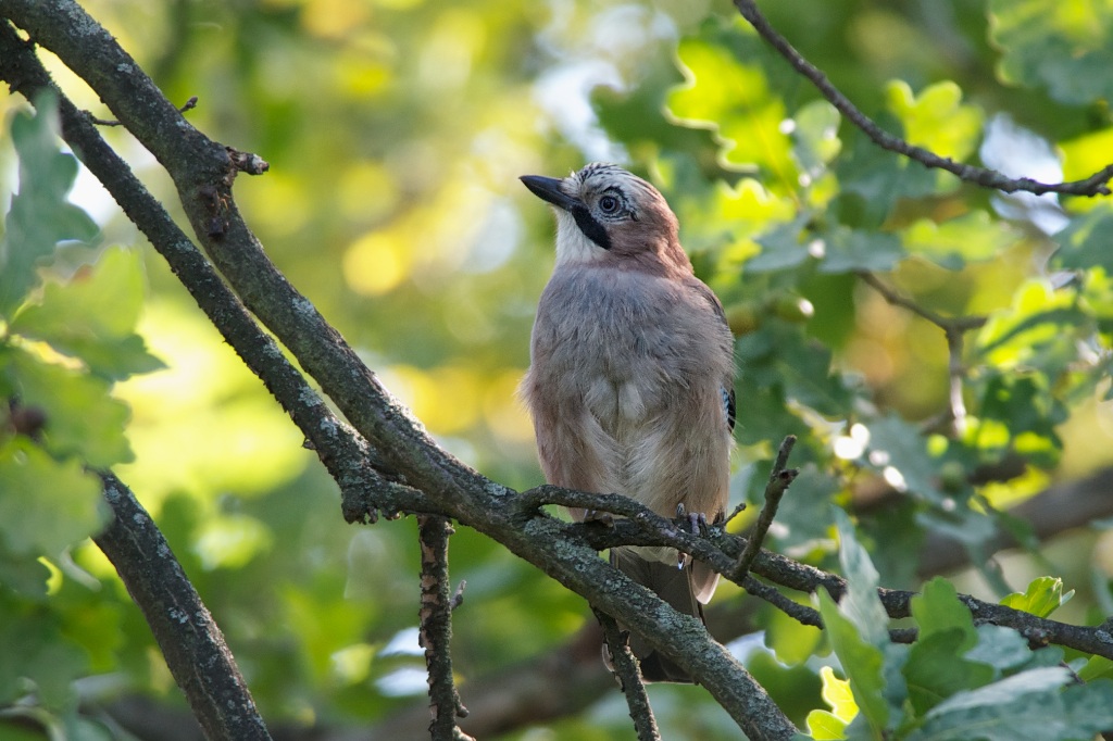 jay between the acorns