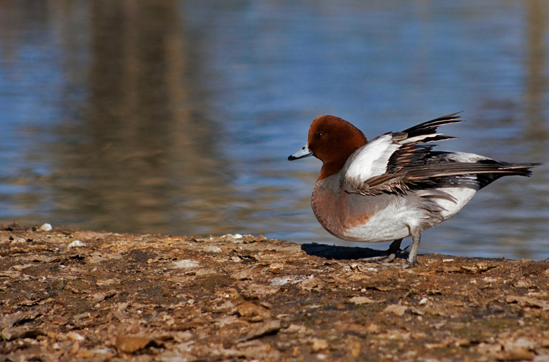 wigeon