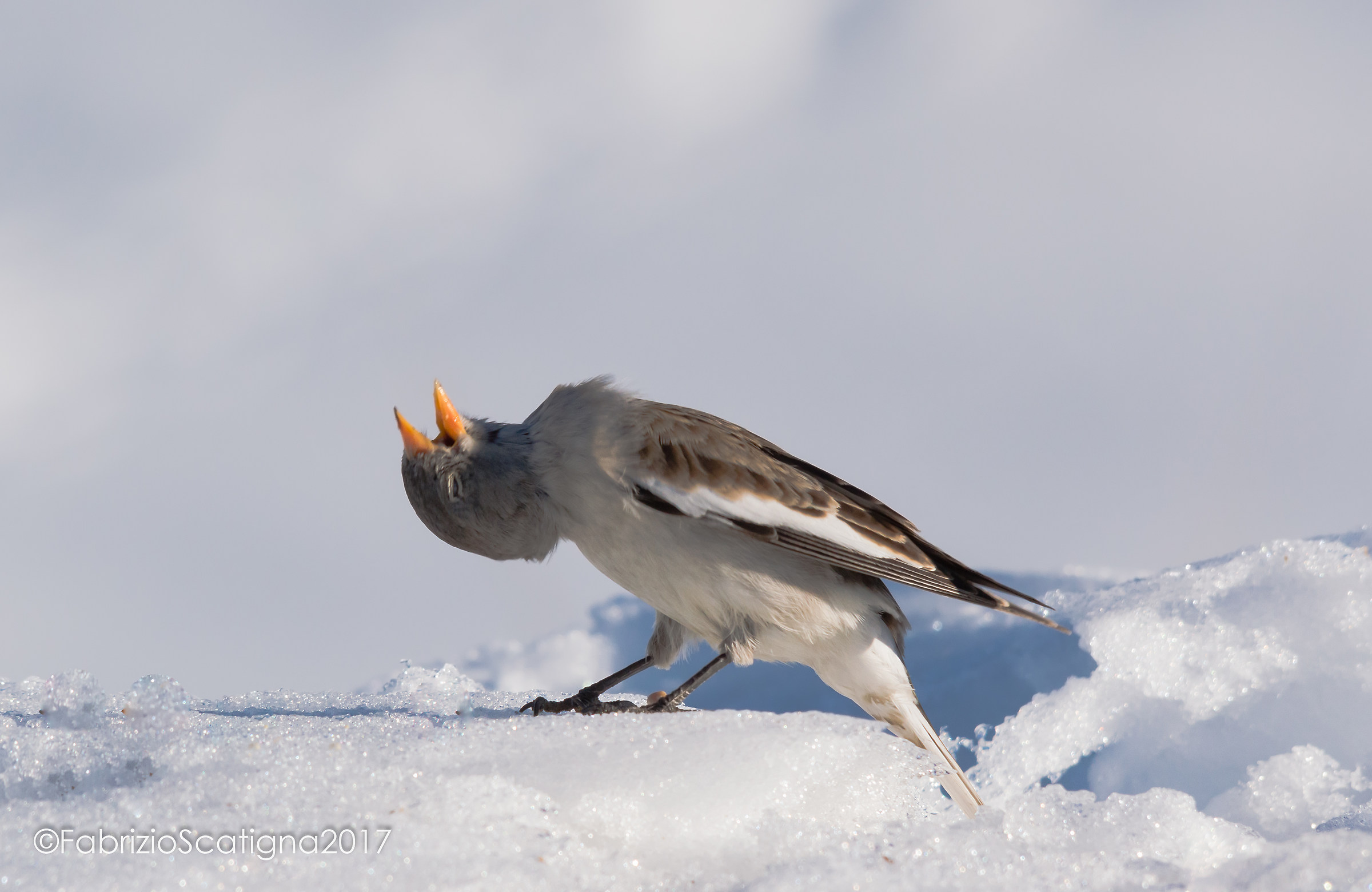 finch Alpine contortionist
