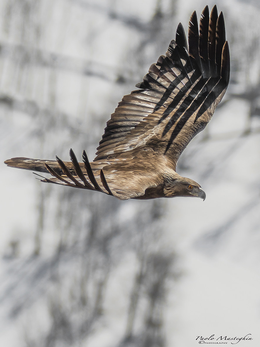Sulle ali della libertà...
