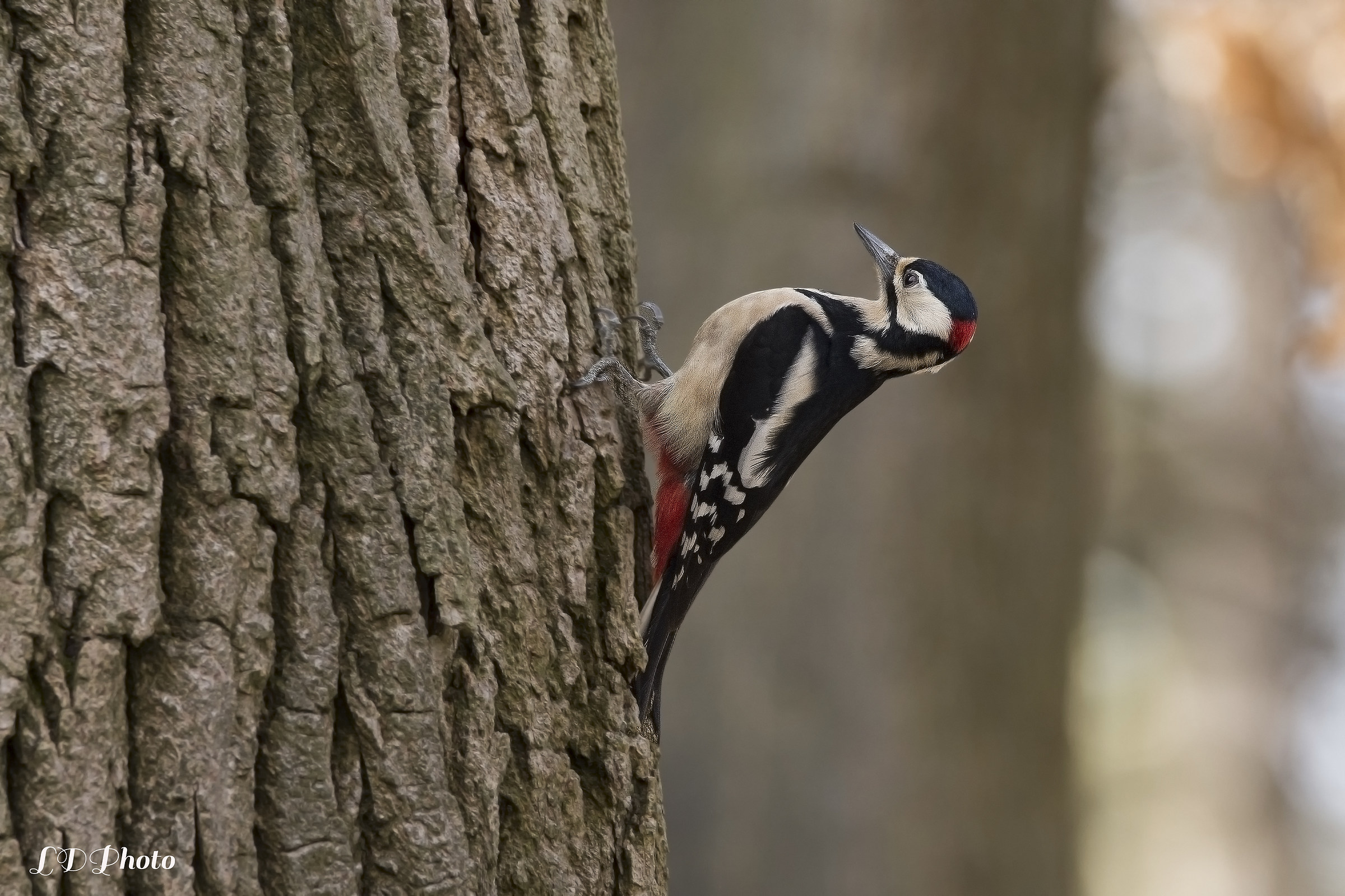 Picchio rosso maggiore