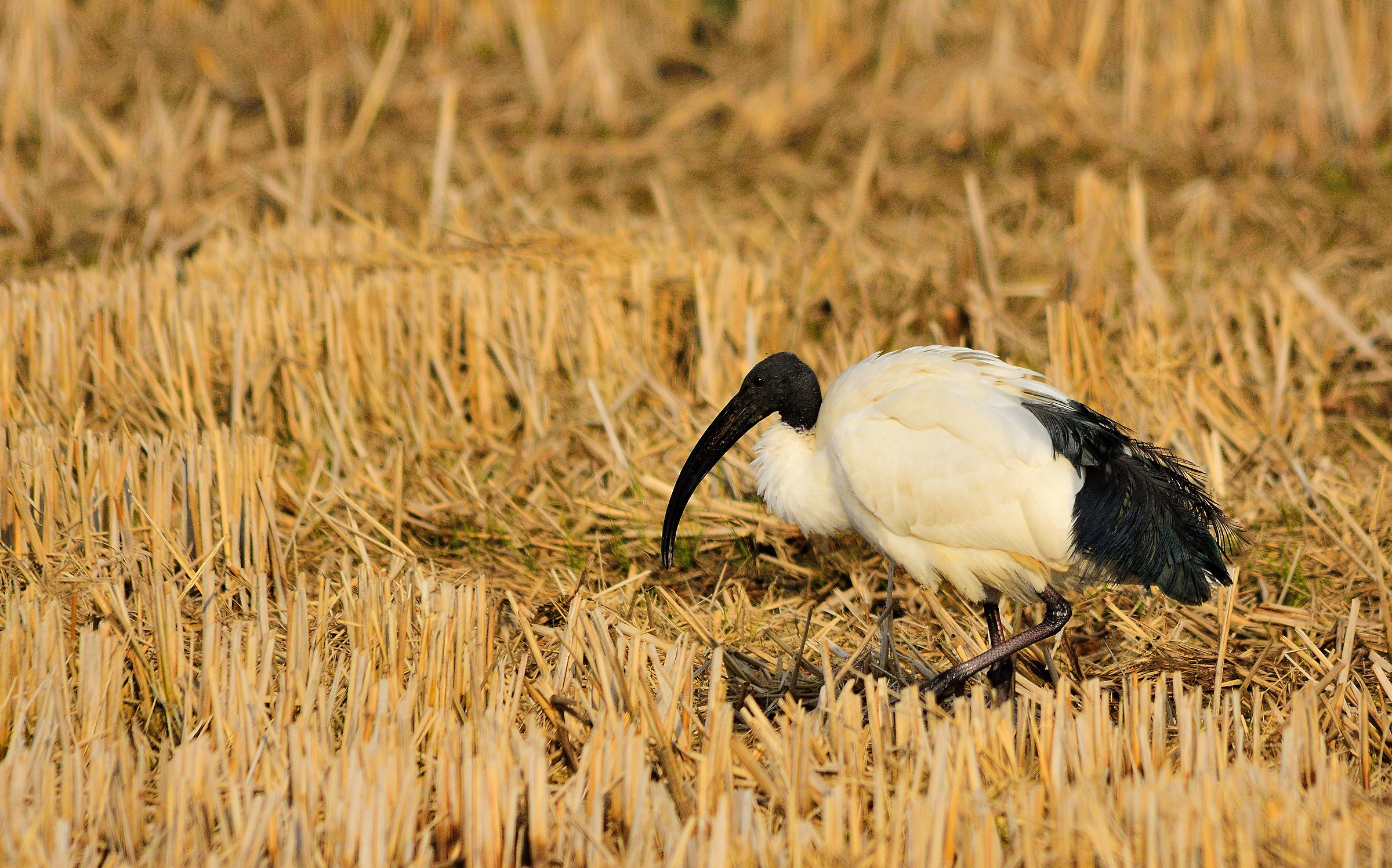 sacred Ibis