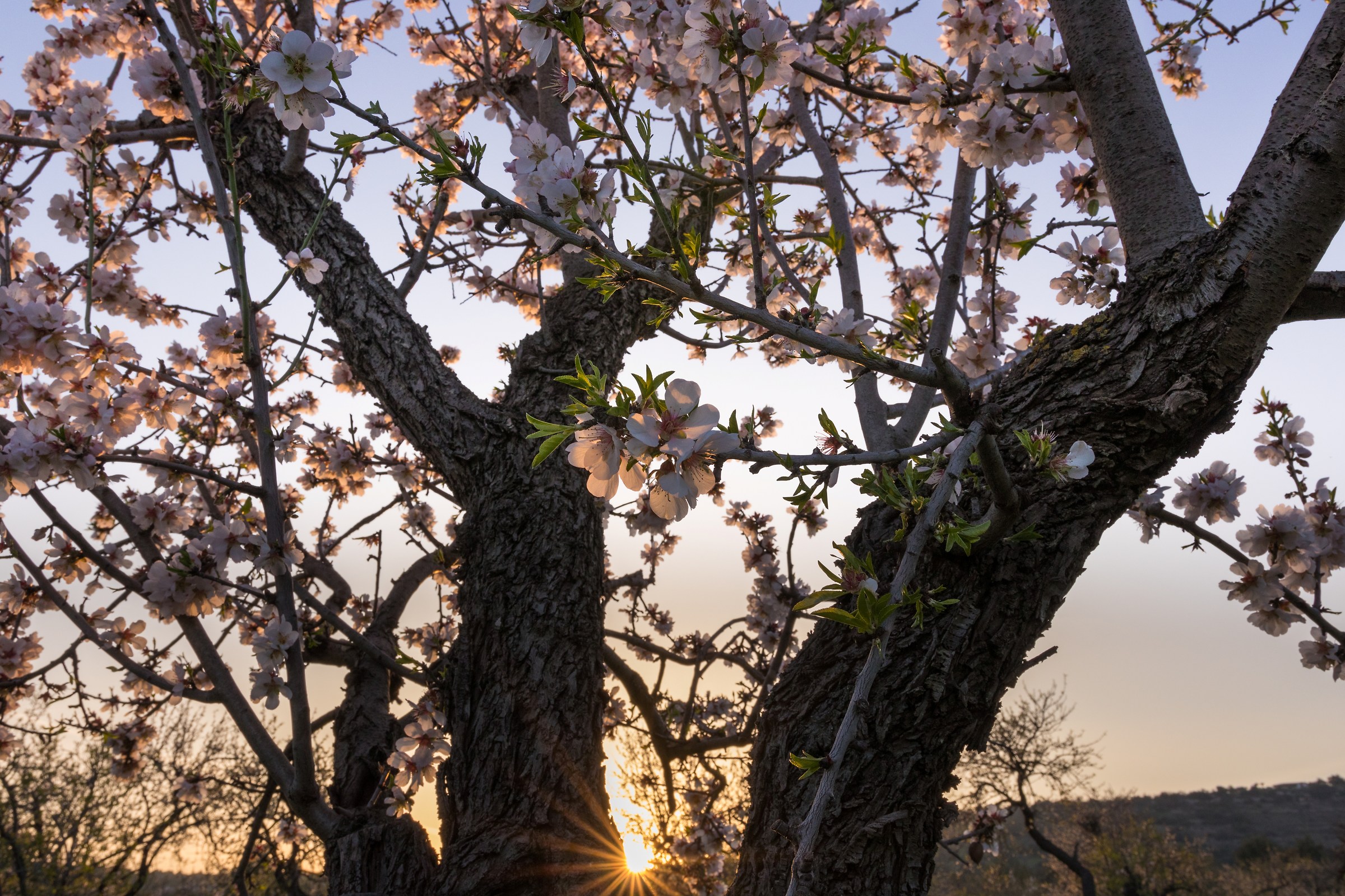 Almond tree in the sunset