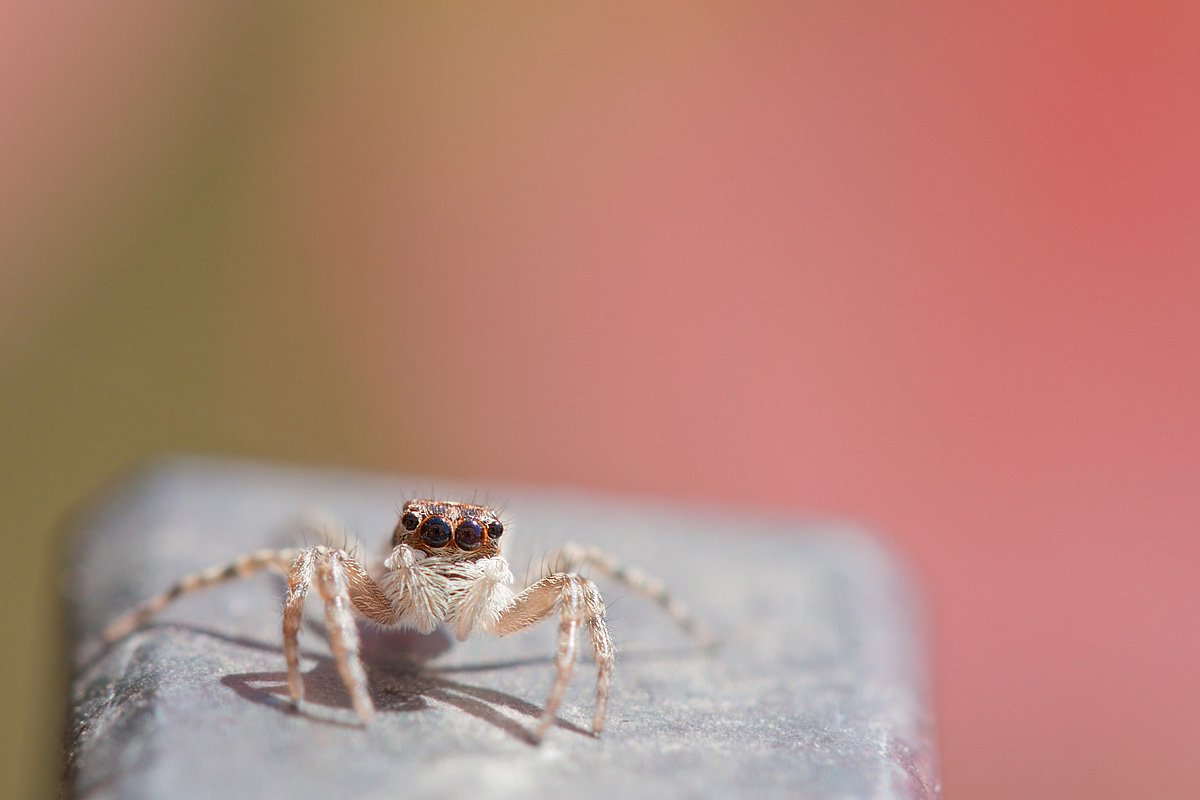 Menemerus semilimbatus