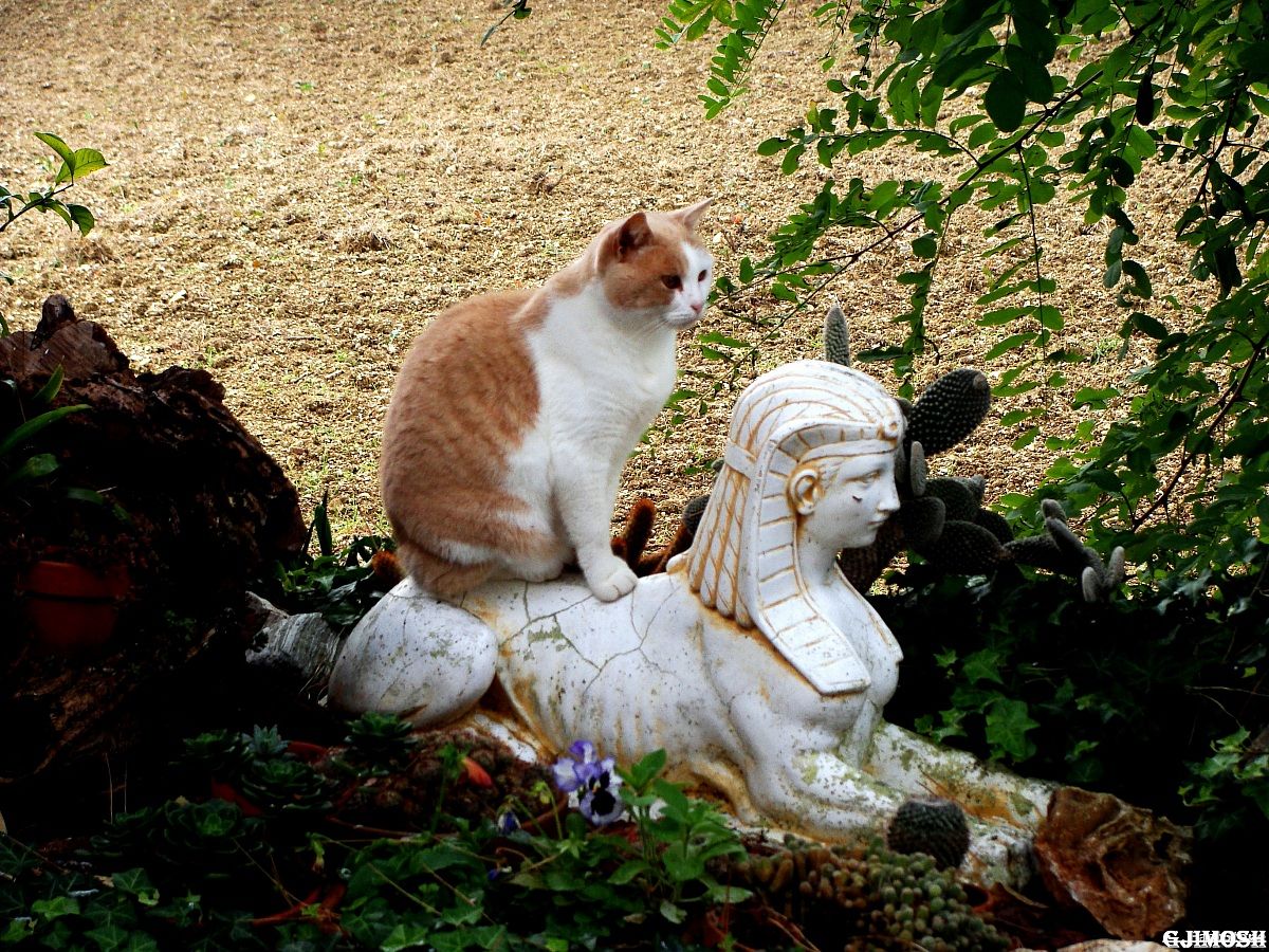 - Ancestral - 2 - Pilly