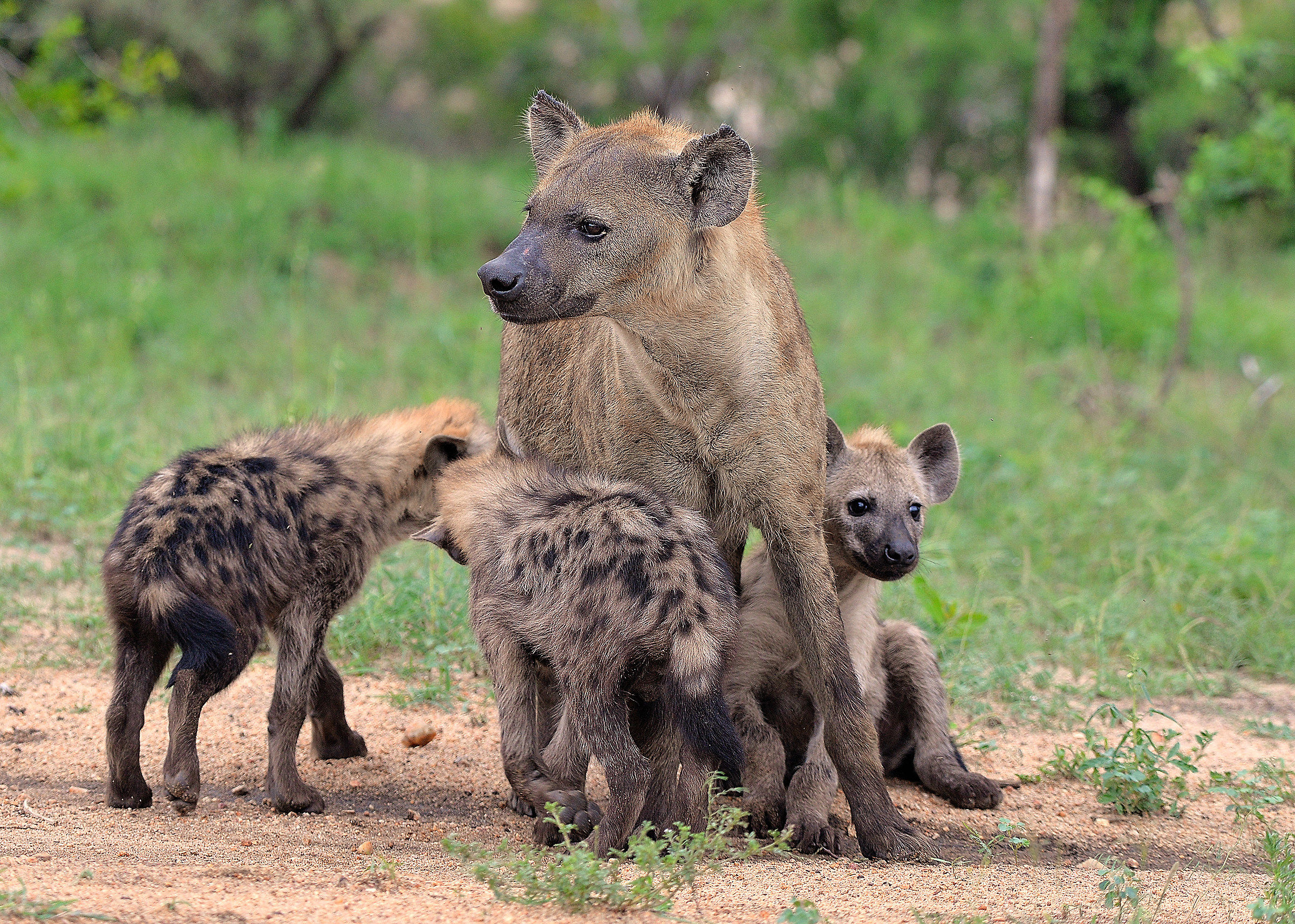 and call hyenas ....