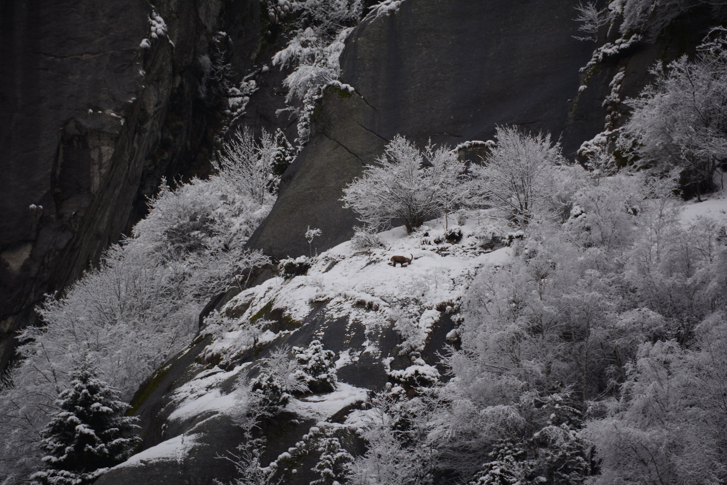 Stambecco (Capra ibex) - febbraio