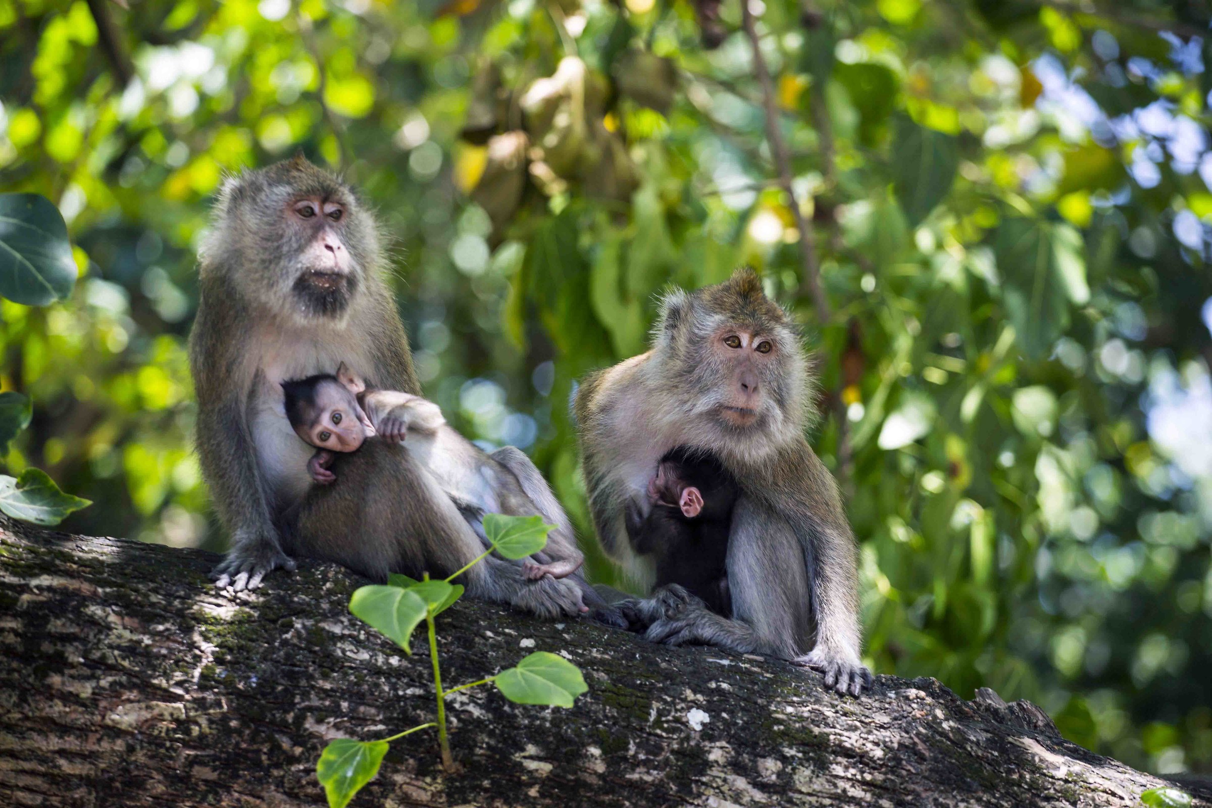 Indonesian monkeys on the beach