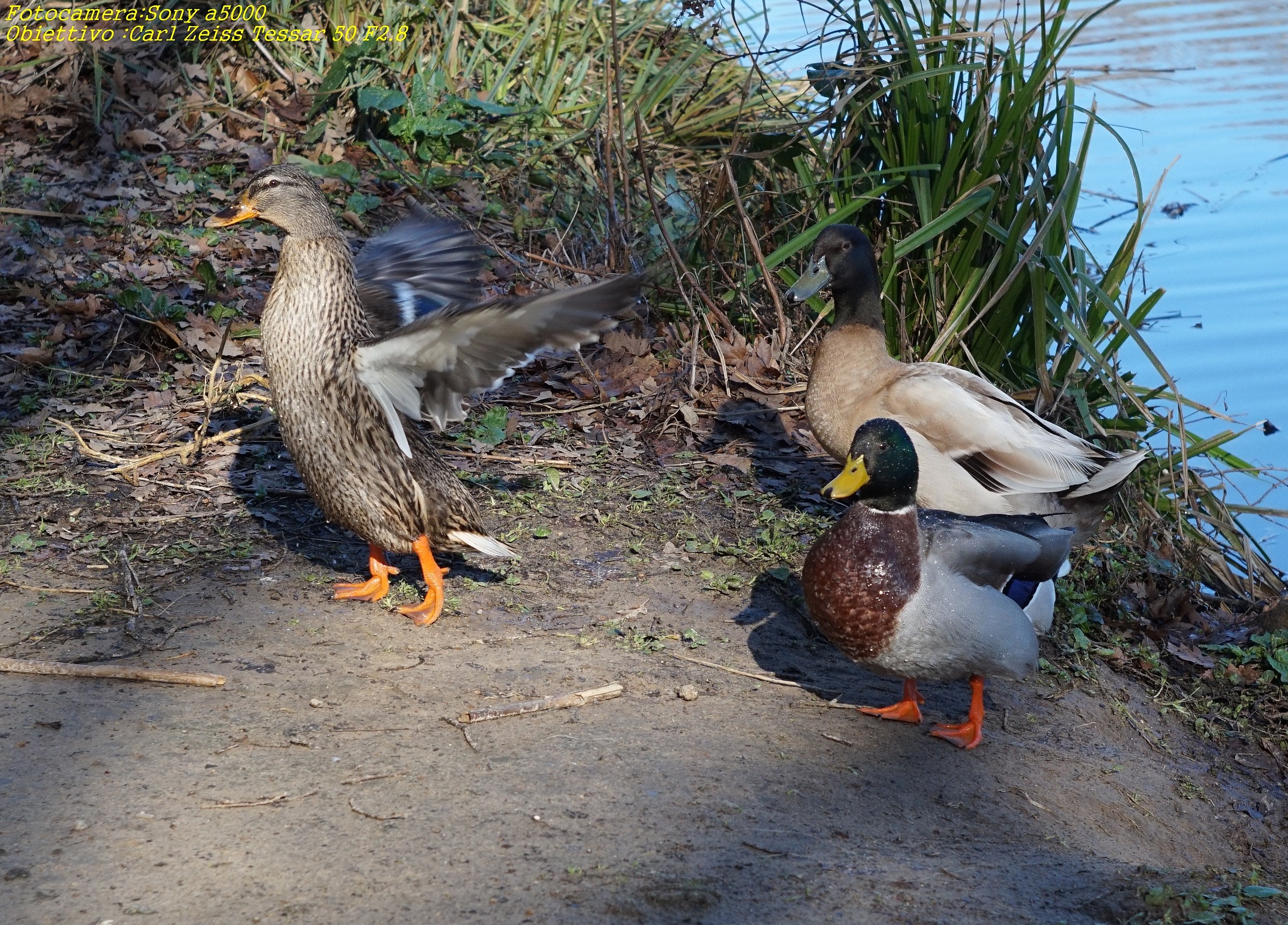 Germano Femmina e maschi in attesa